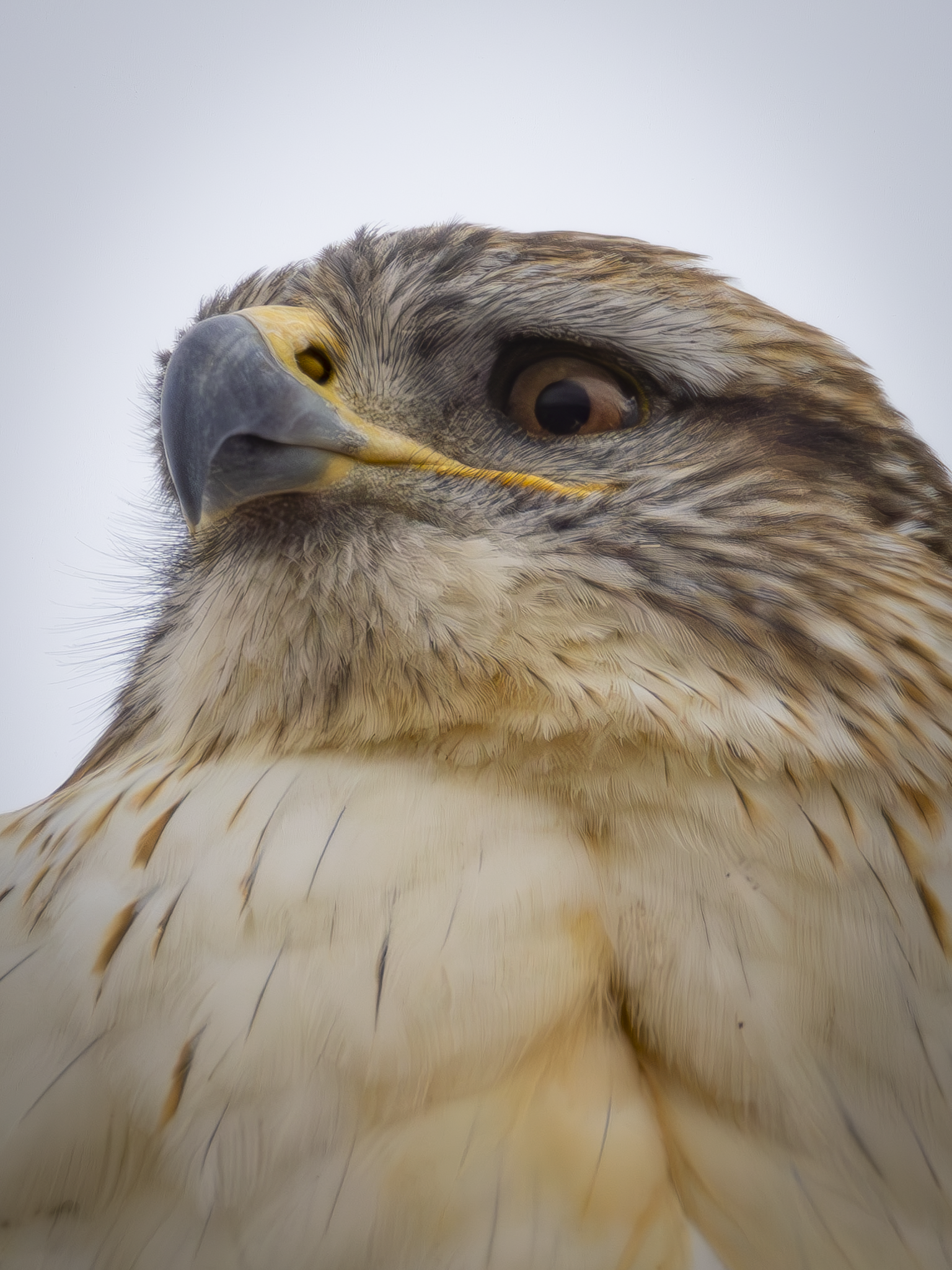 Ferruginous Hawk 1.png