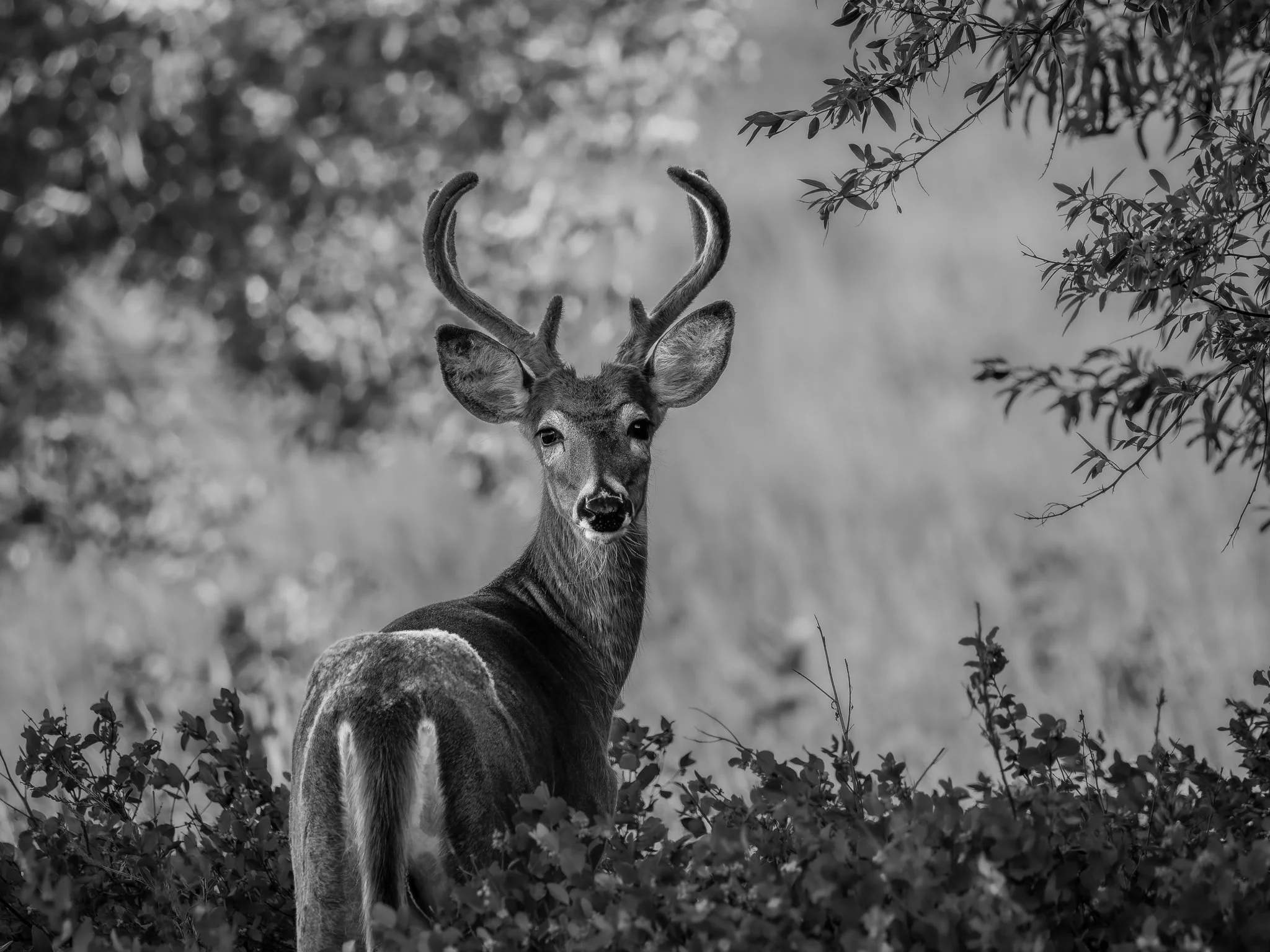 Deer in the Woods