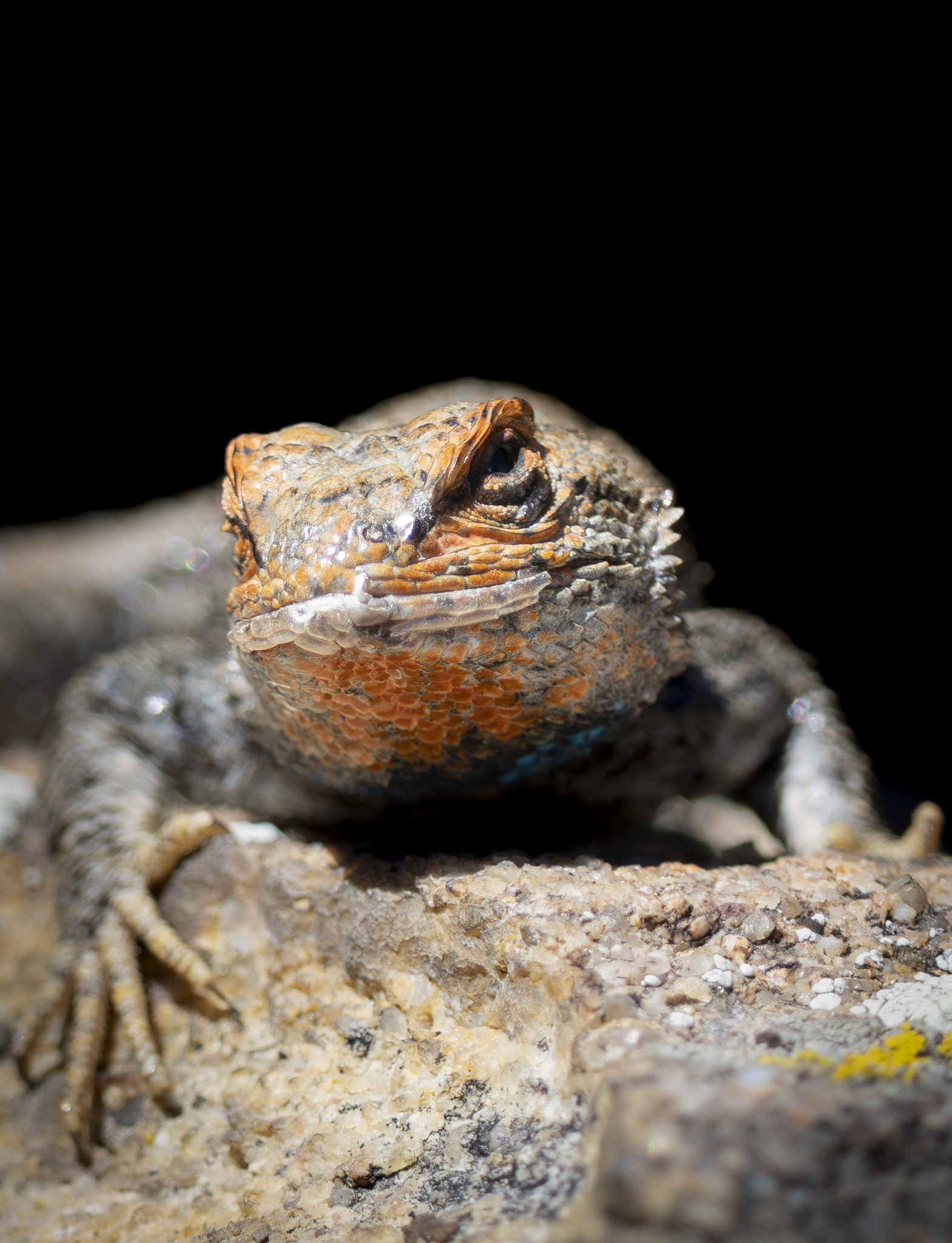Lizard.png