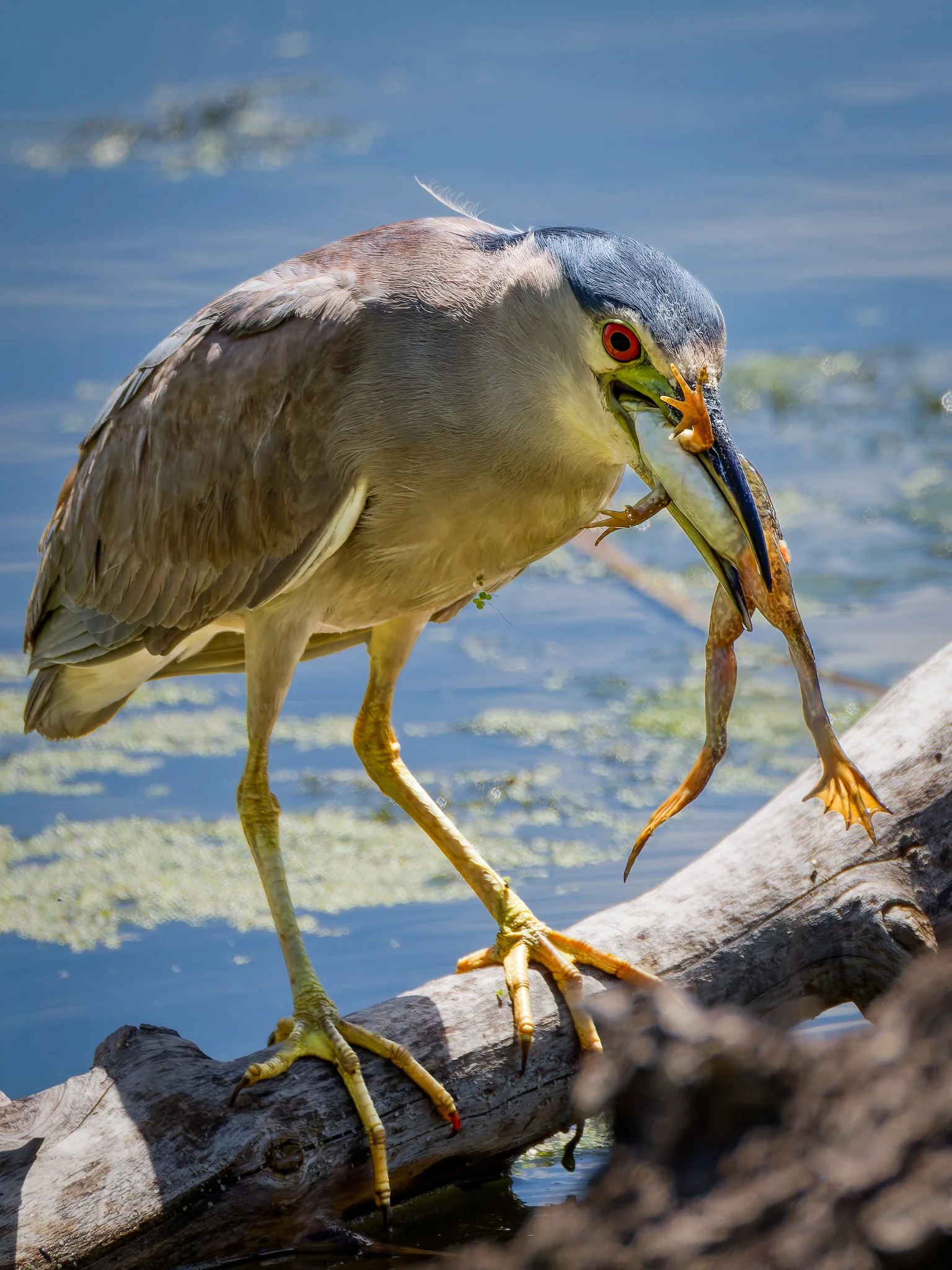 Night Heron and the Frog