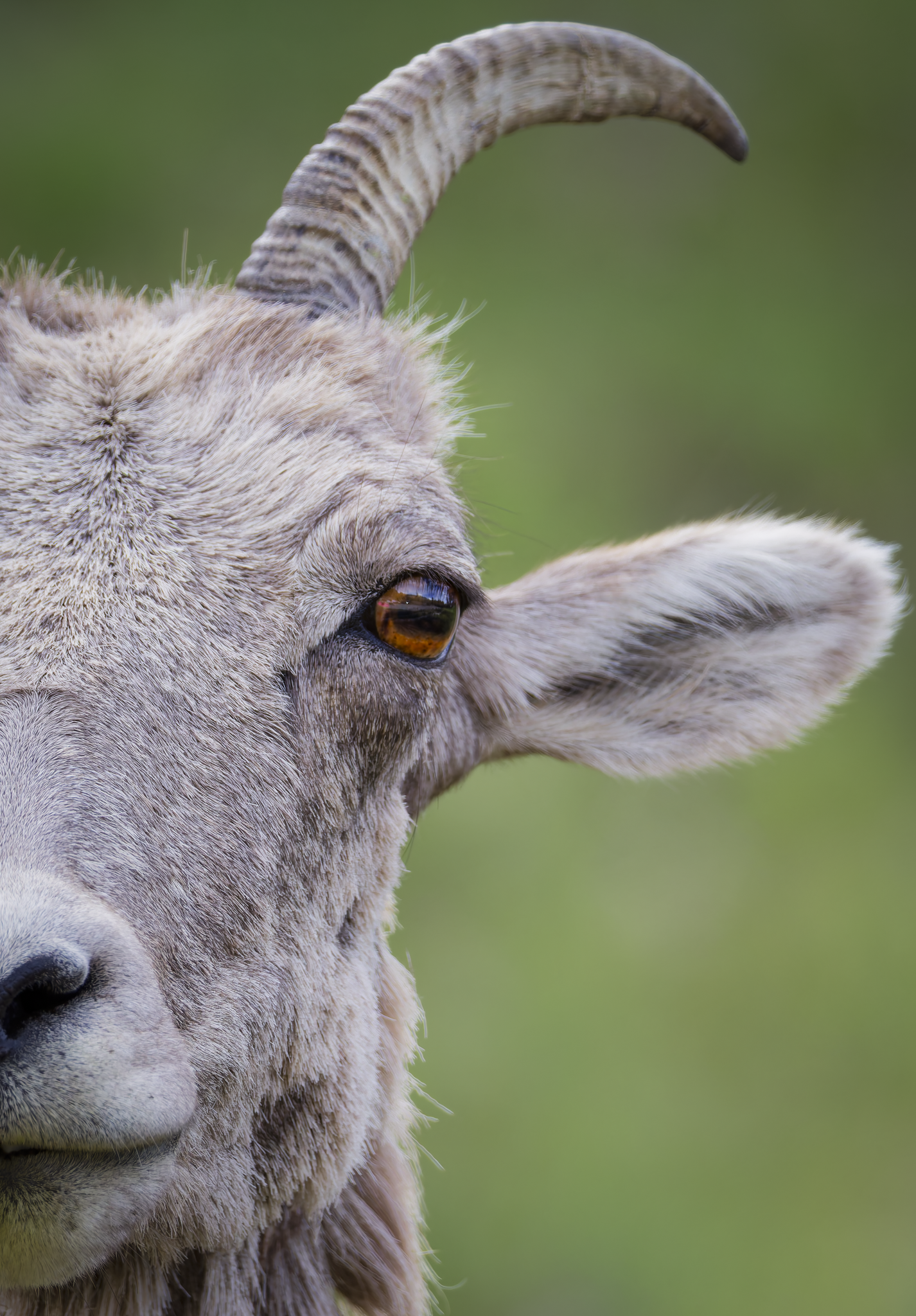 Female Big Horn 1.png