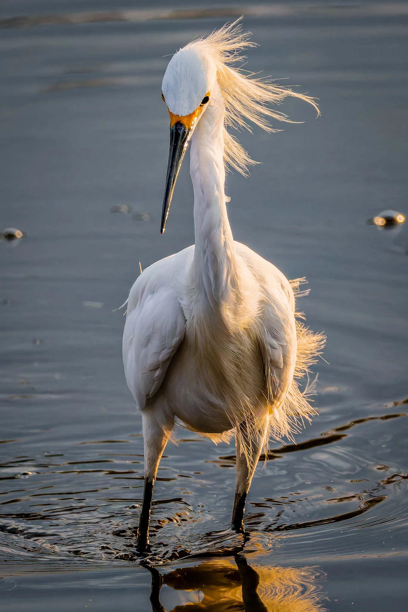 Egret Sun.jpg