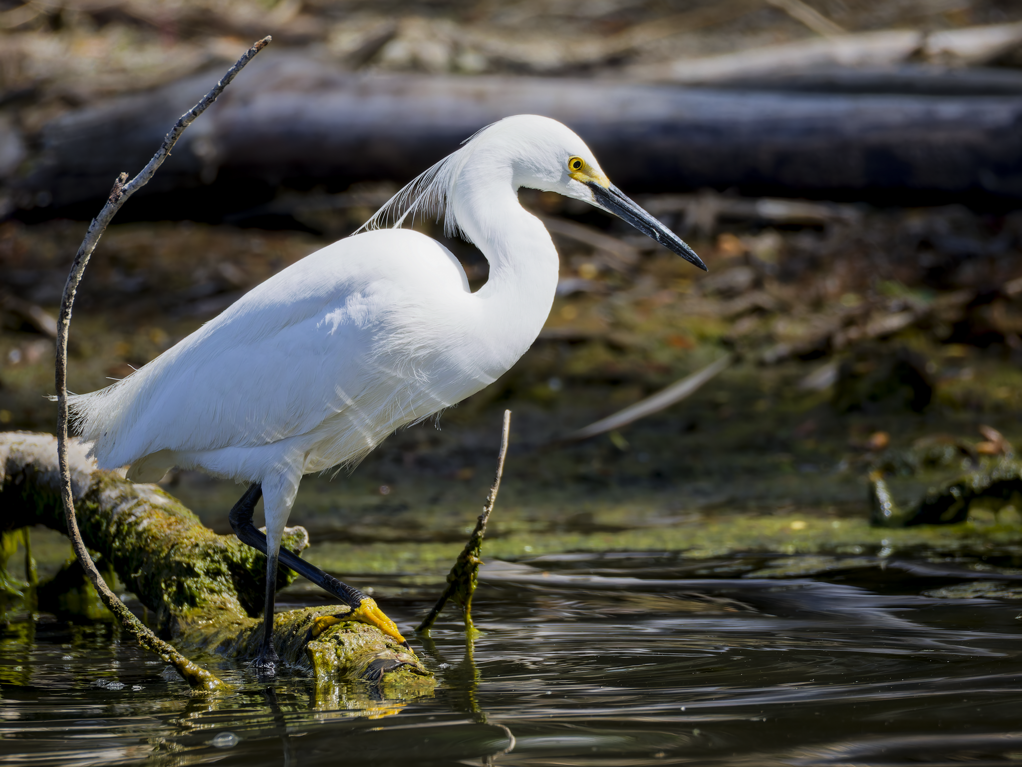 Egret 1.png