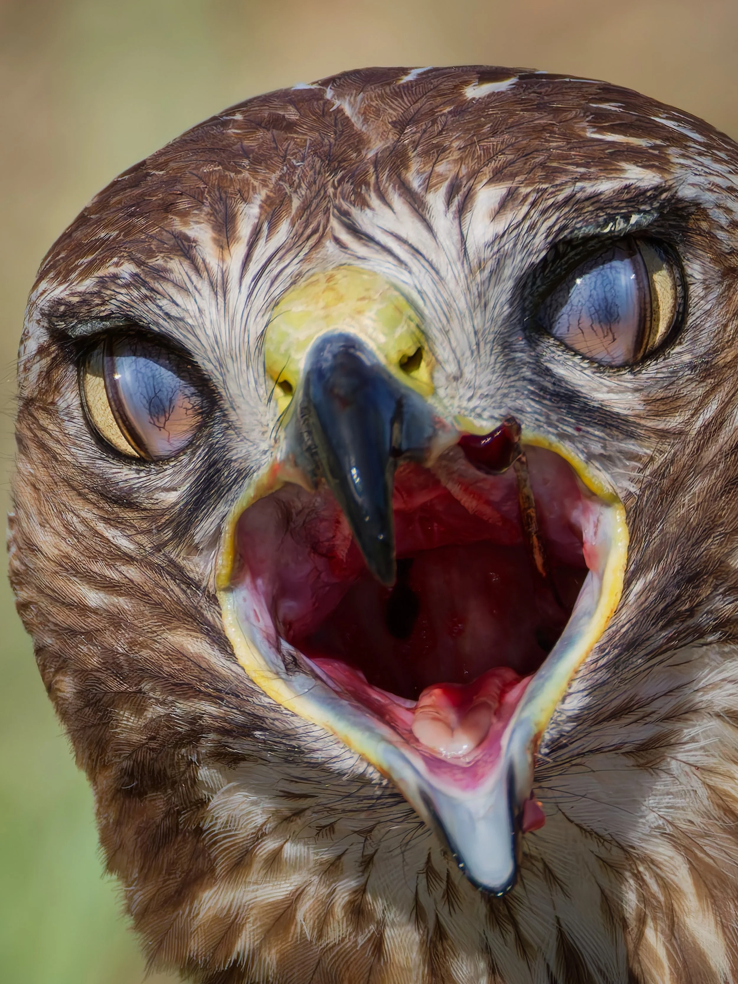 Hawk Eating 2_Up.jpg