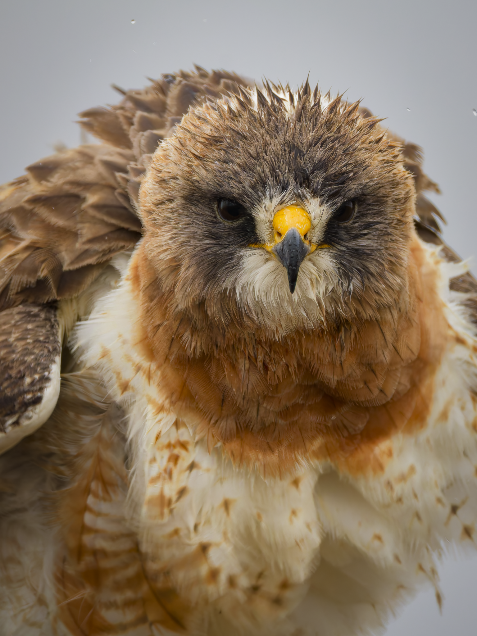 Swainsons Hawk 1.png