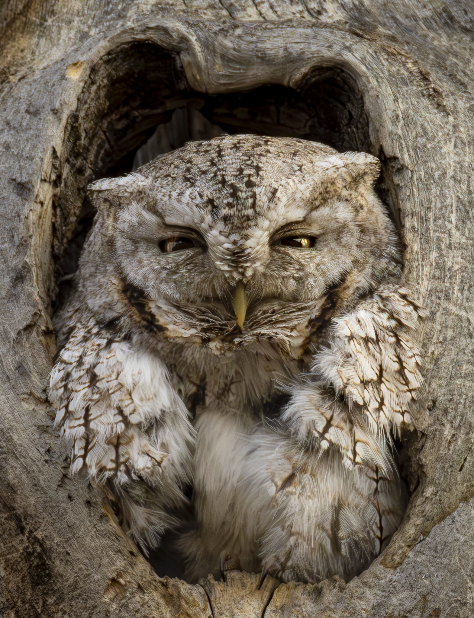 Screech owl 1.png
