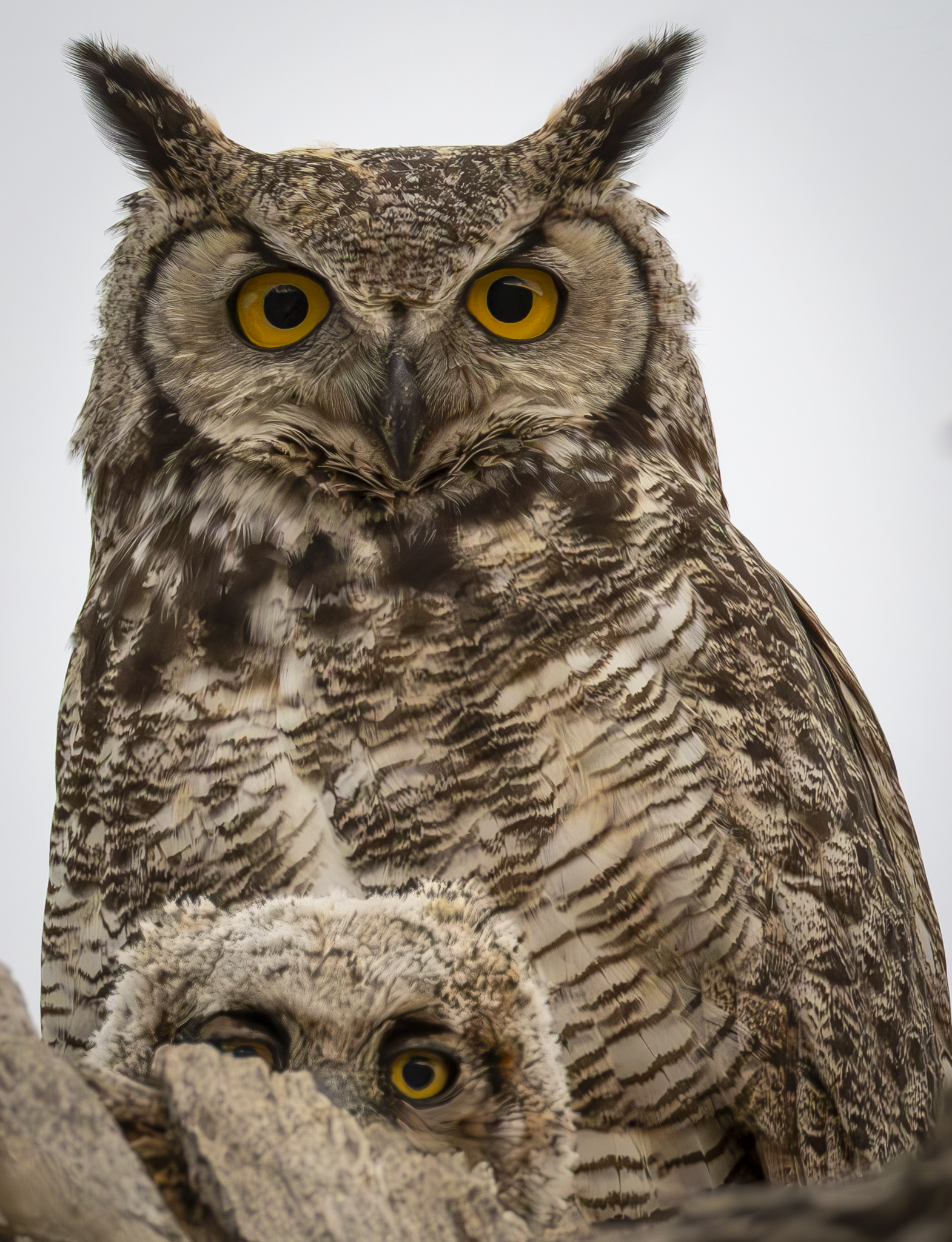 Owl 1.png