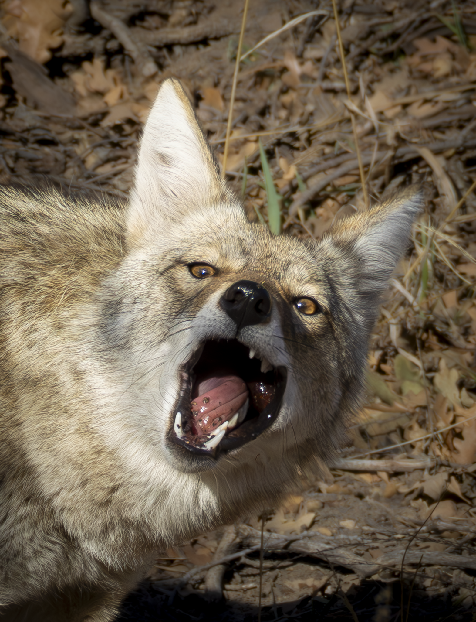 Coyote egg.png