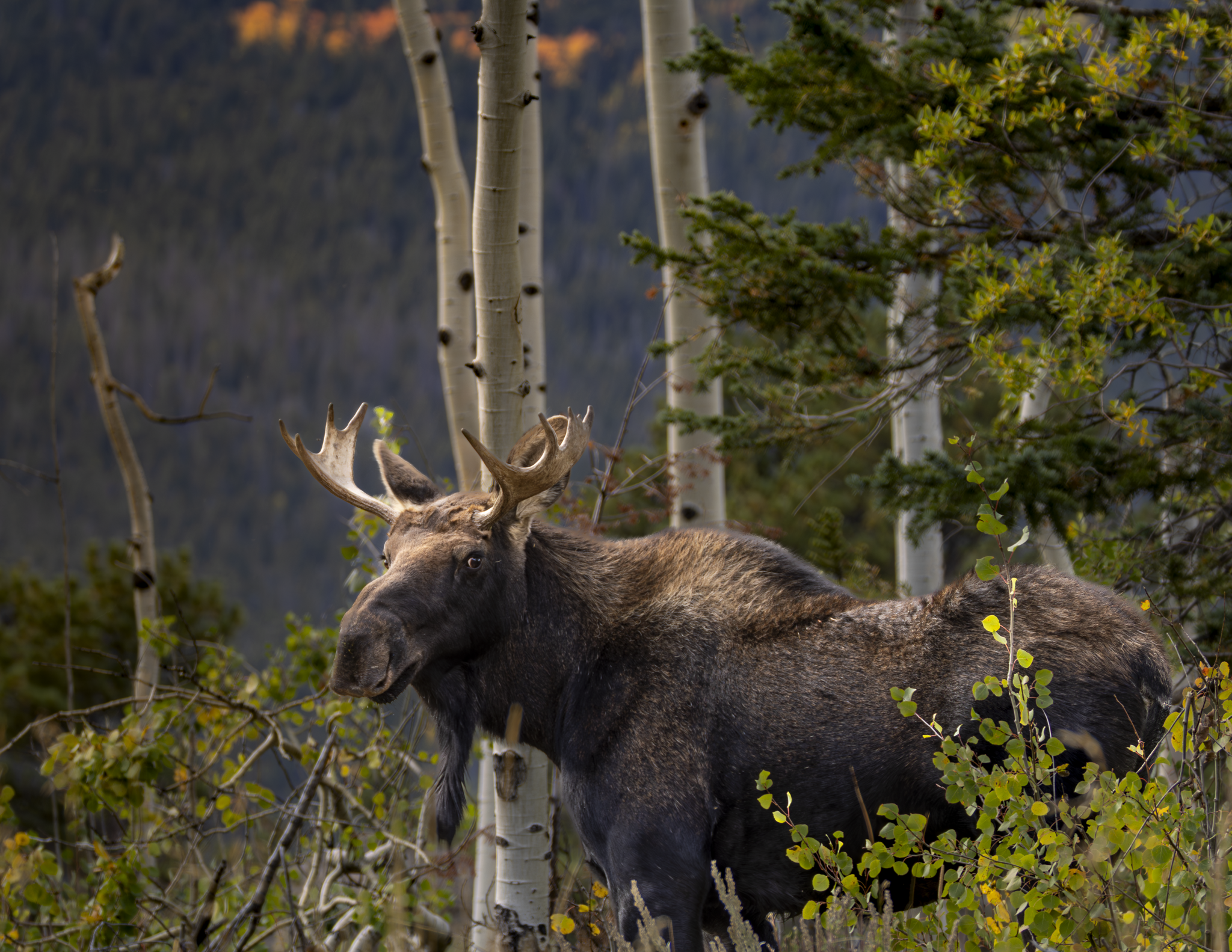 Moose 2.png