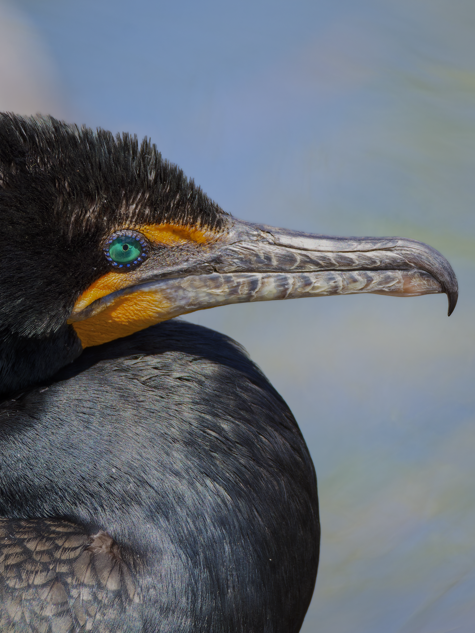 Cormorant 4.png