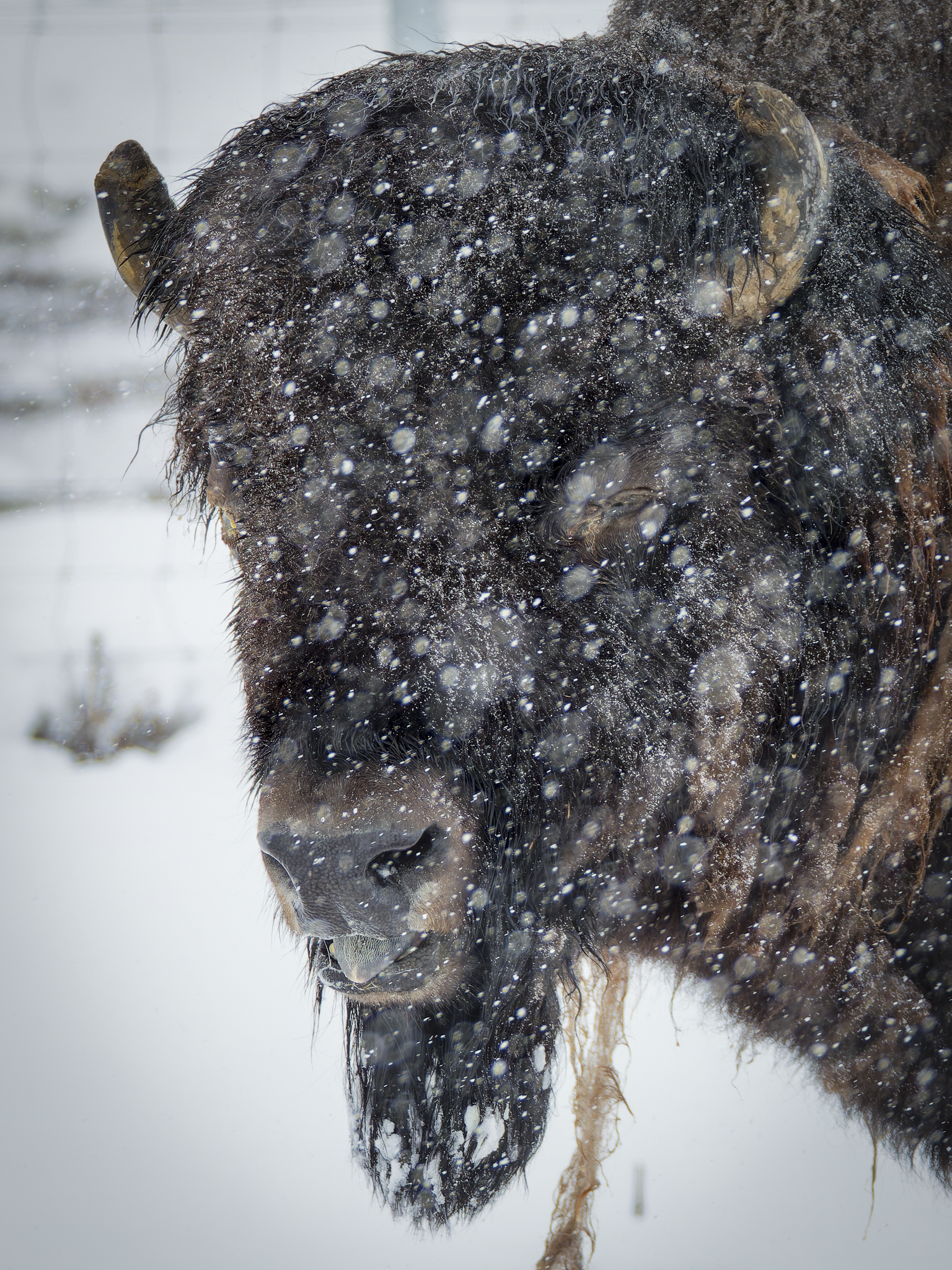Snow Bison 1.png