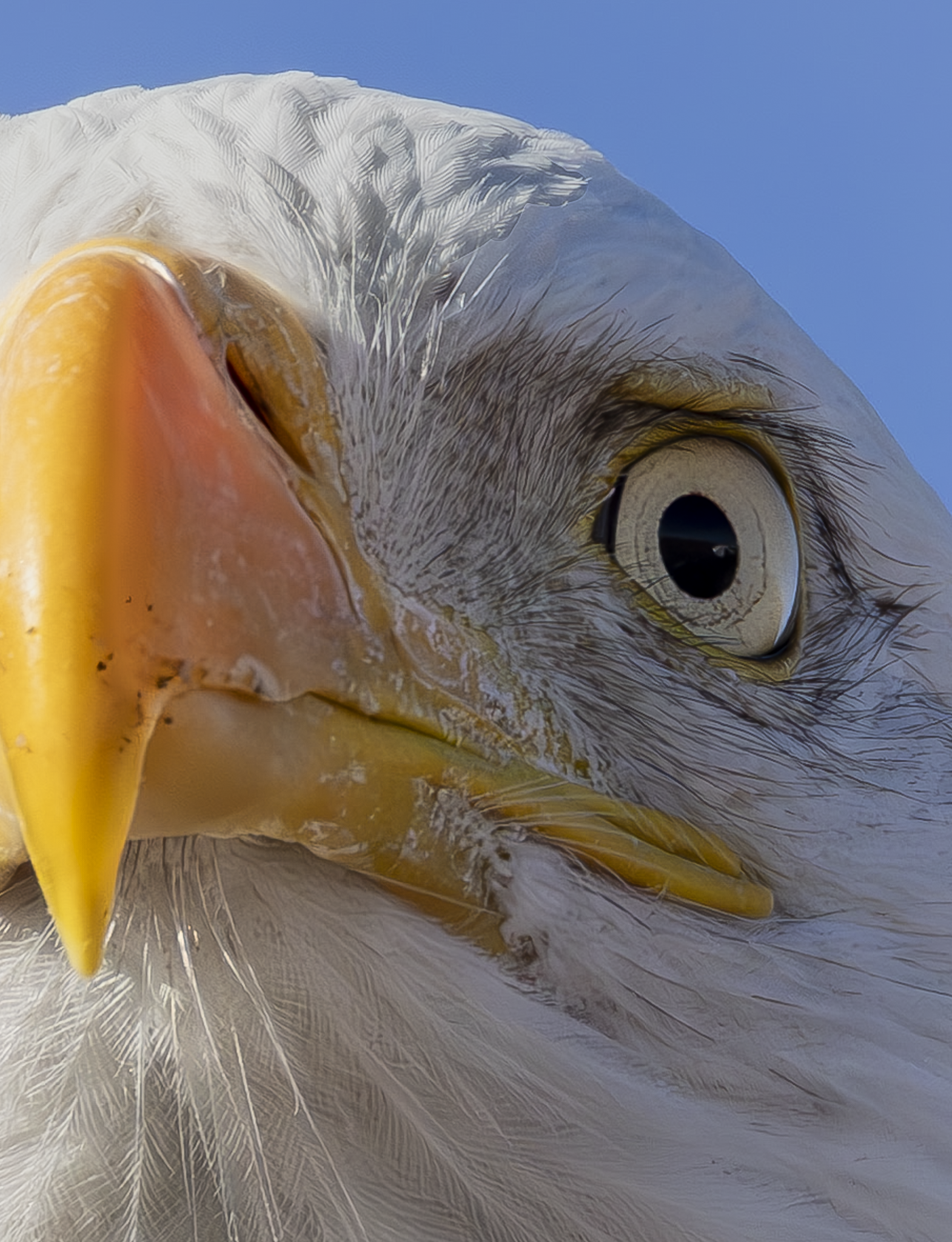 Eagle eye 2.png