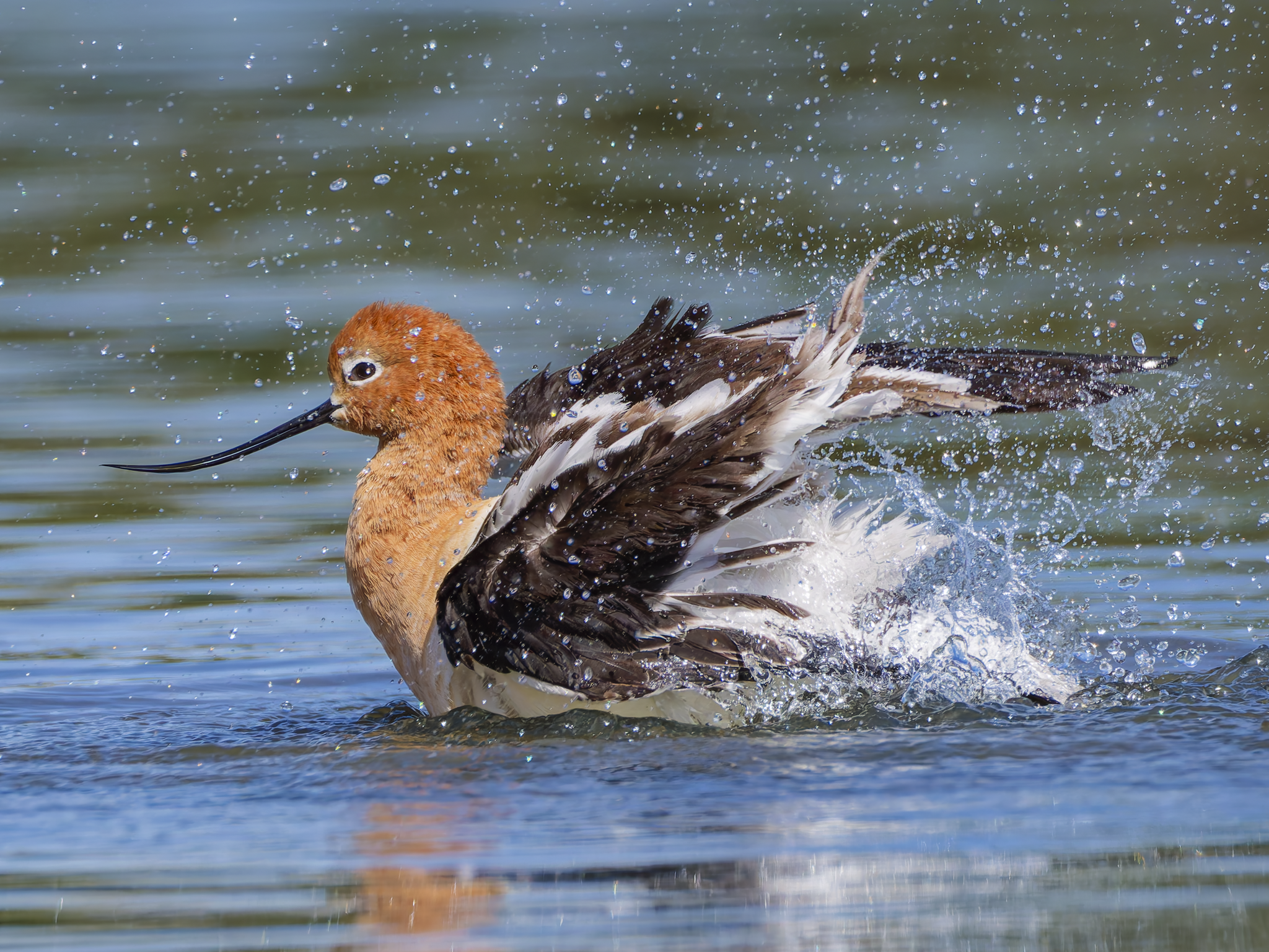 Avocet spolash 1.png