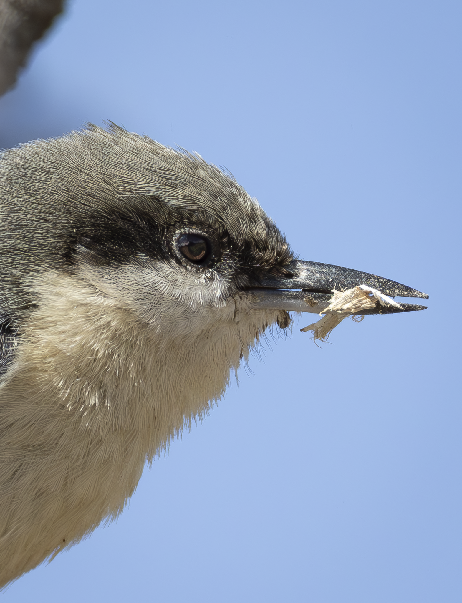 Nuthatch 1.png