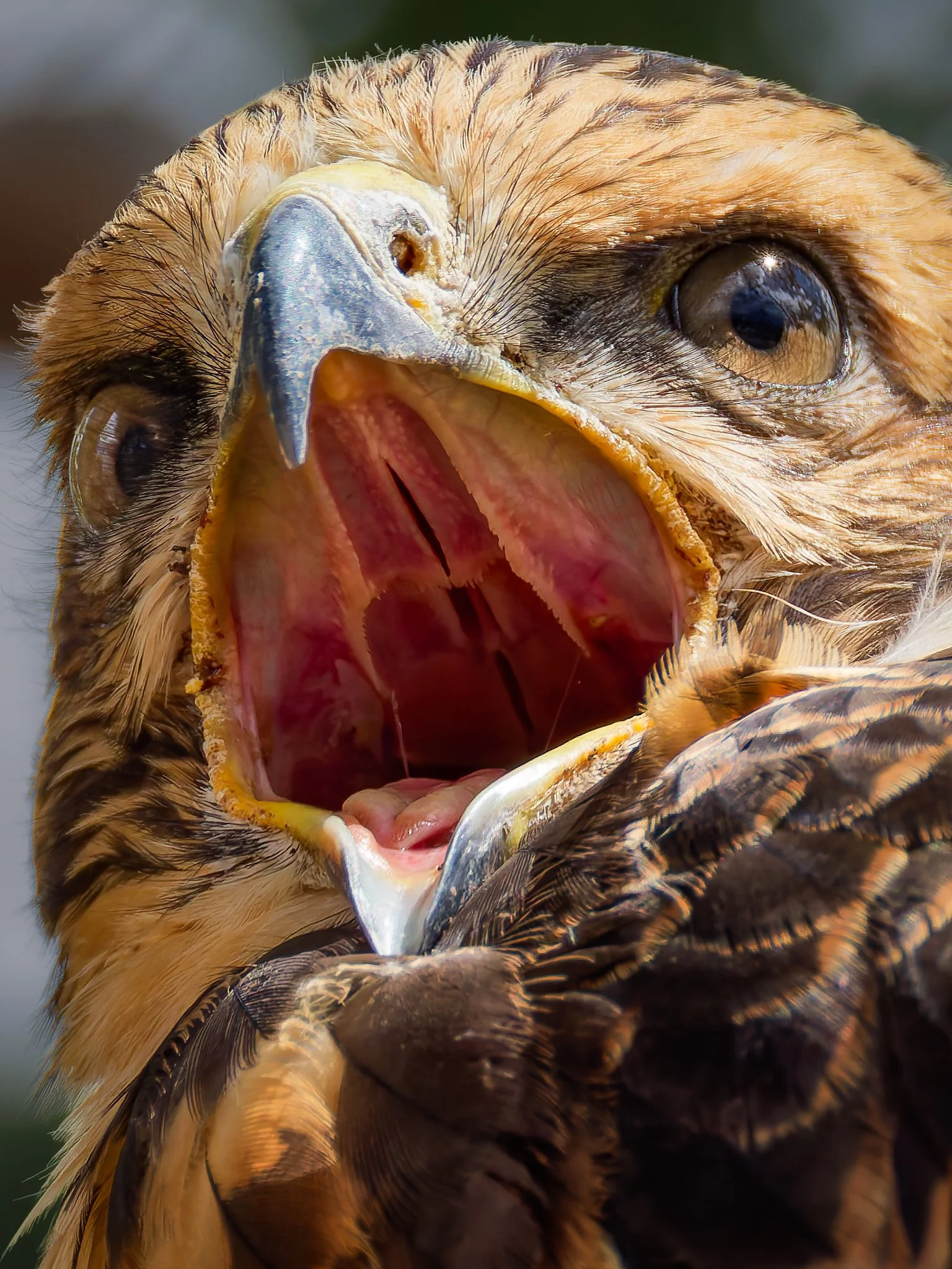 Baby Swainson's Hawk