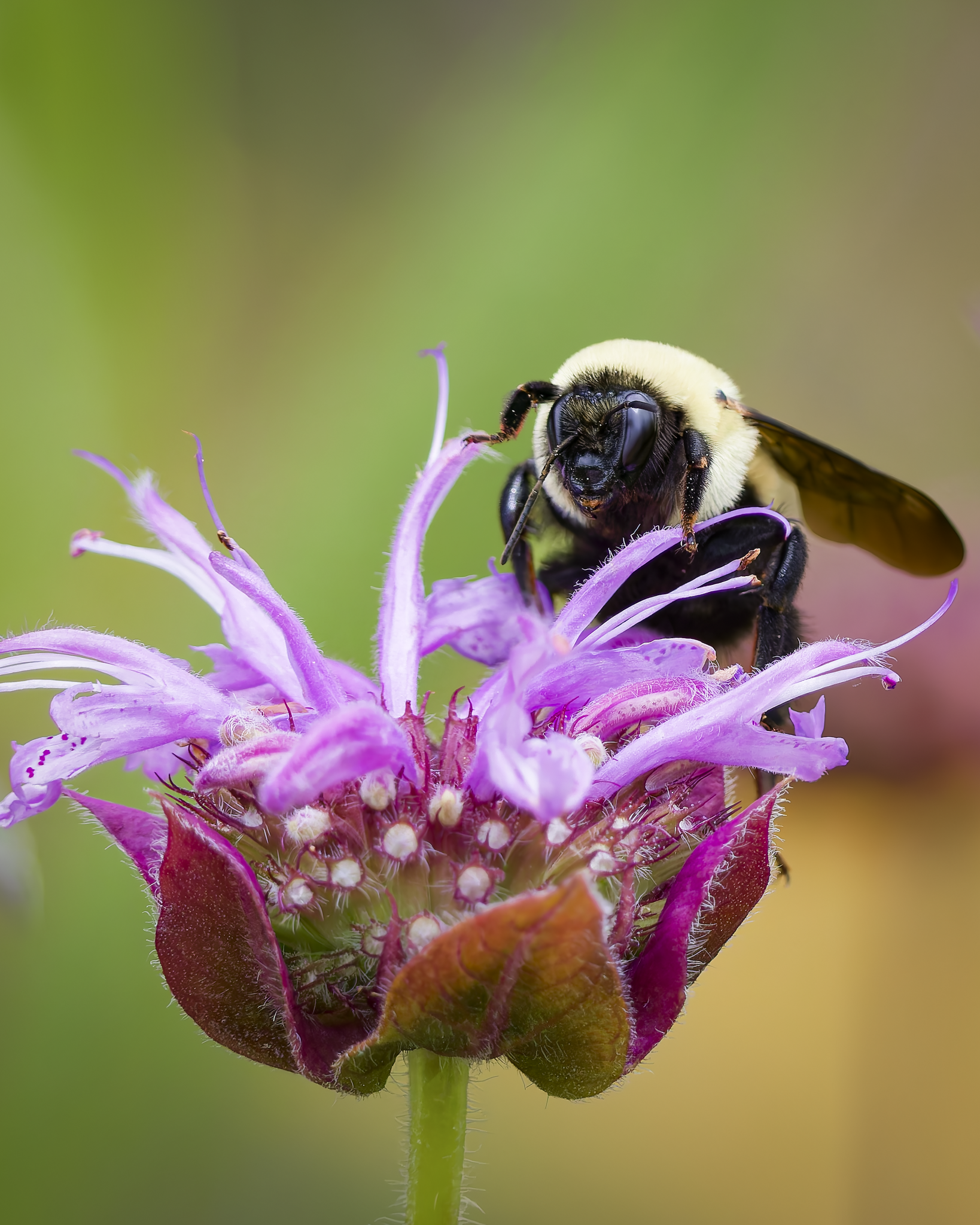 Bee 3.png