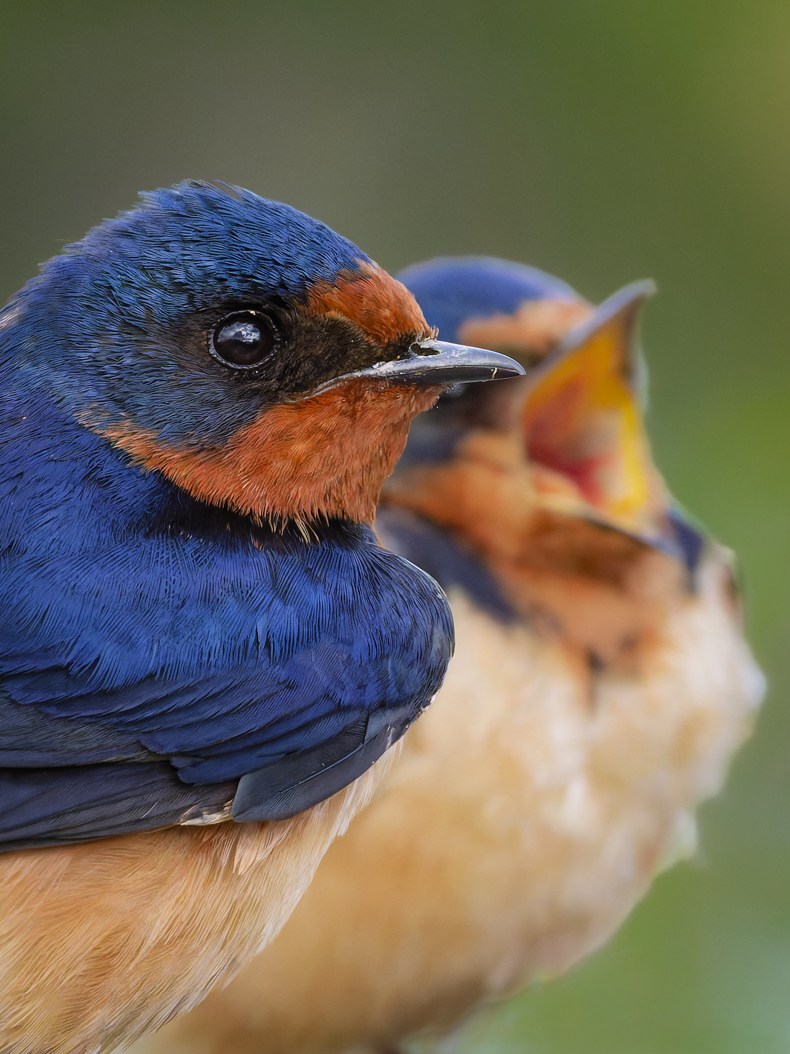 Swallows.png