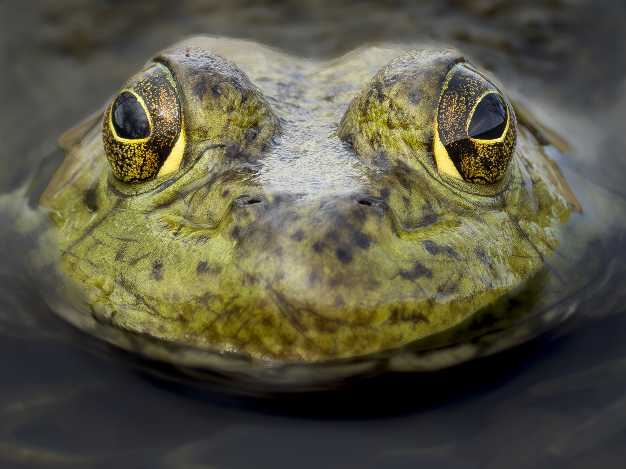 Frog 2.png