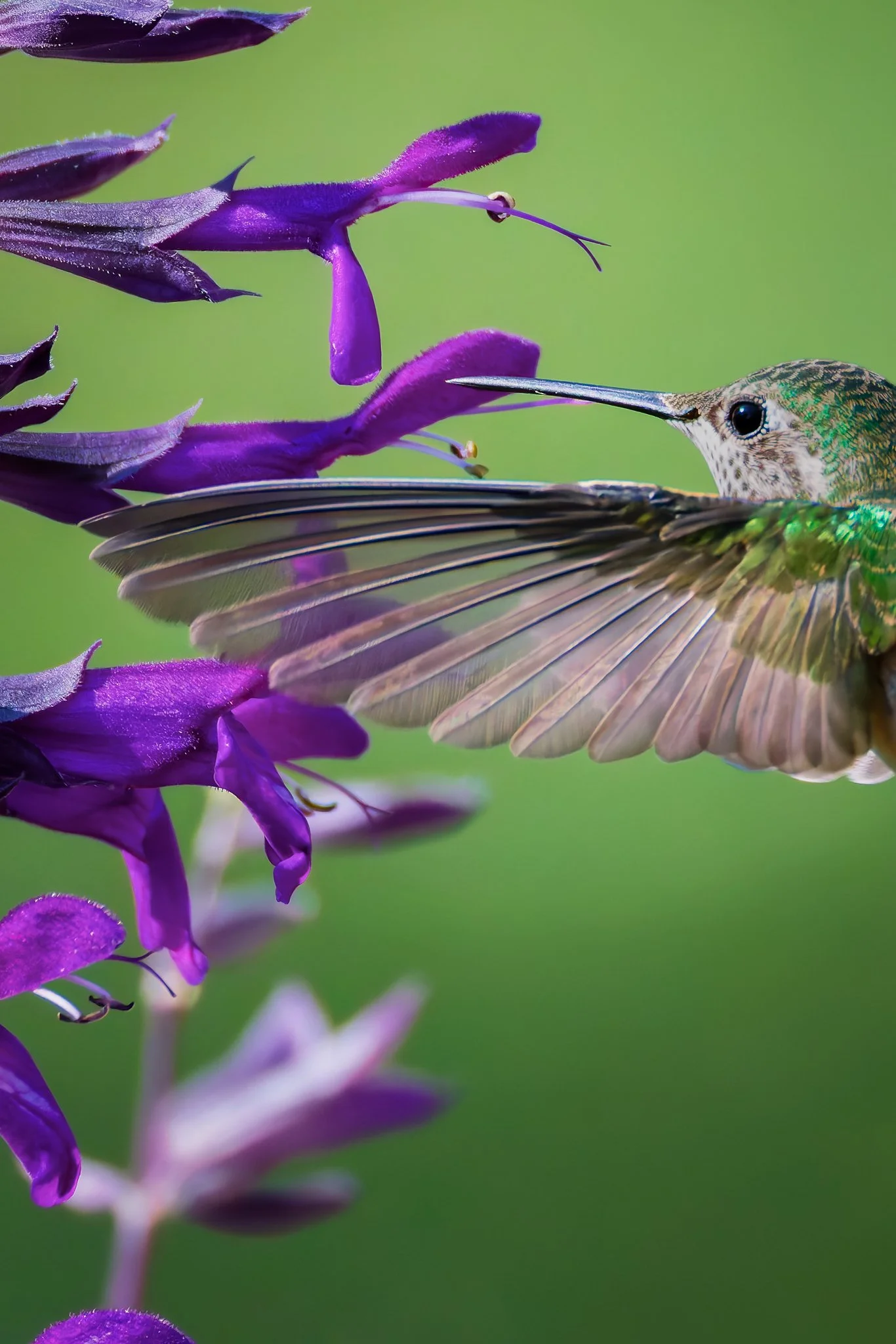 Hummer wing 2.jpg