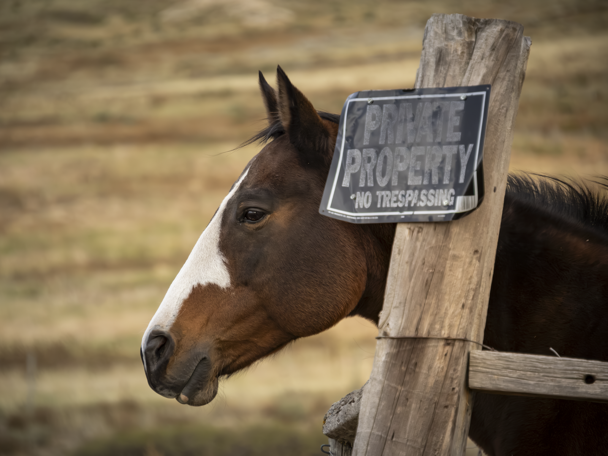 Horsehead 1.png