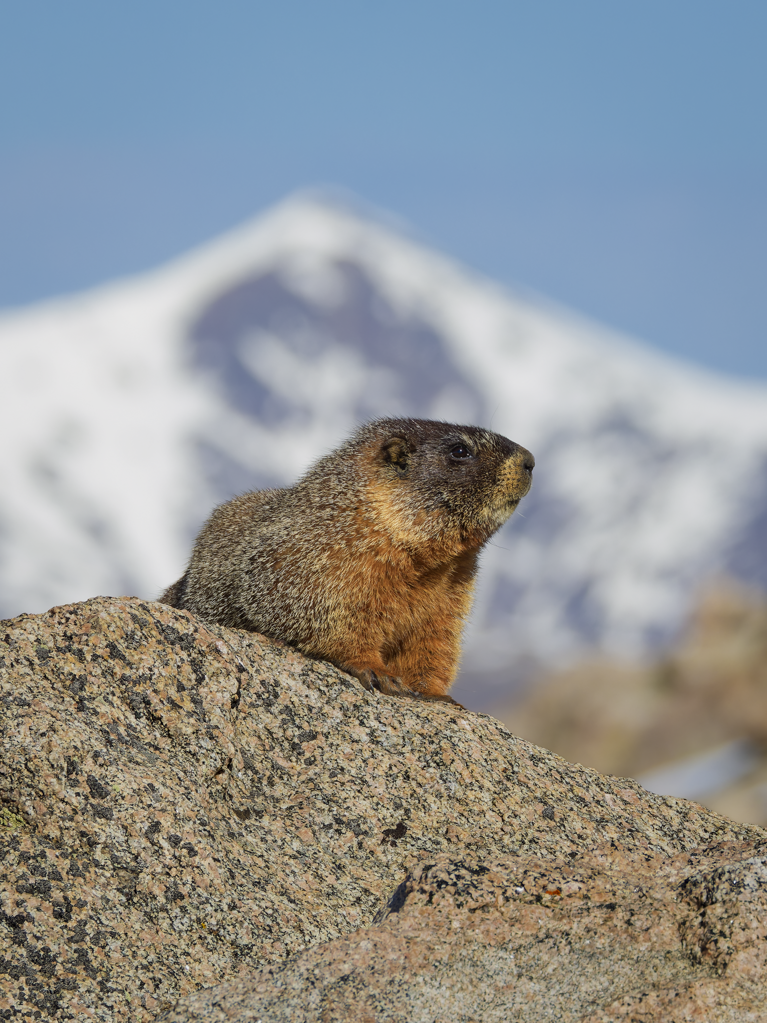 Marmot 1.png