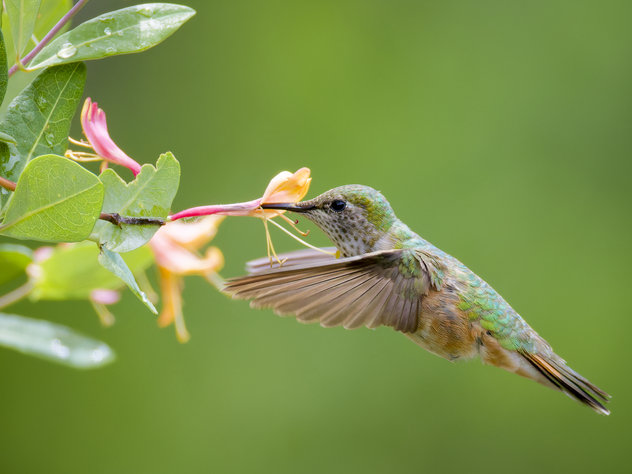 Hummer 3.png
