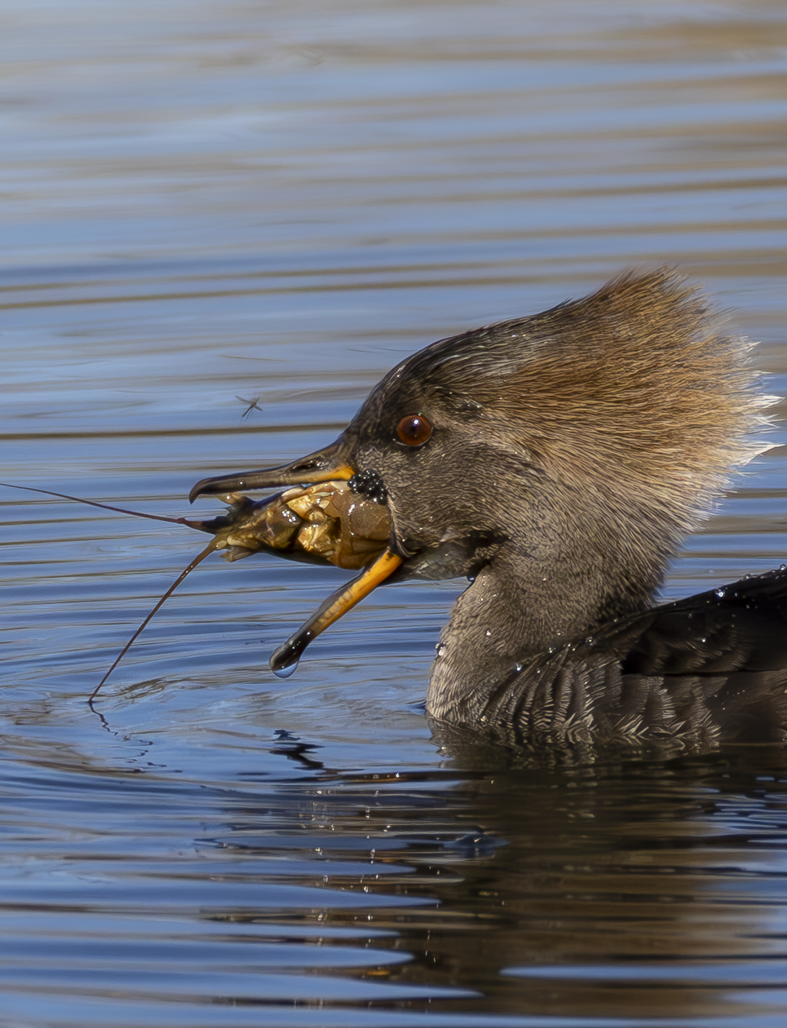 Duck Caviar.png