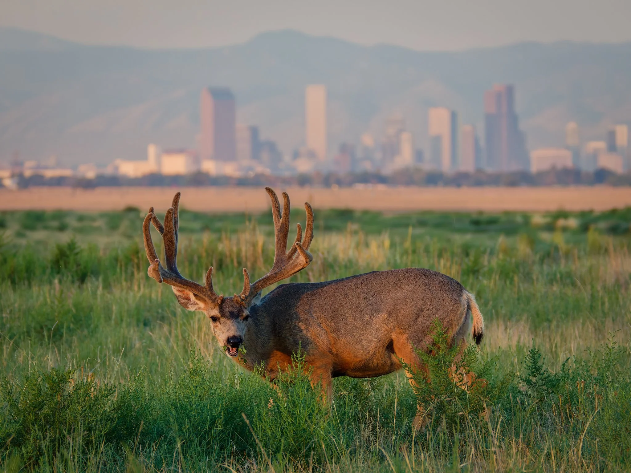 Deer Downtown Denver.jpg