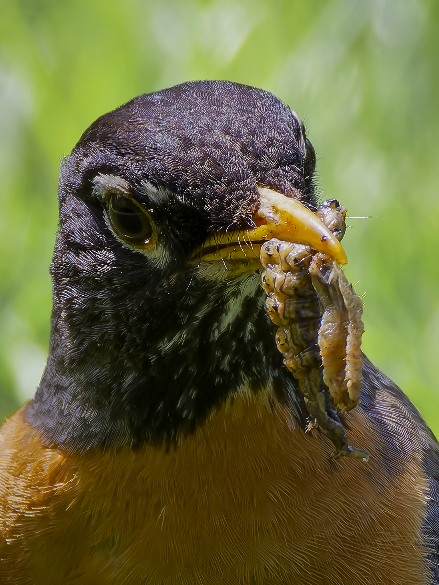 Robin Grub.png