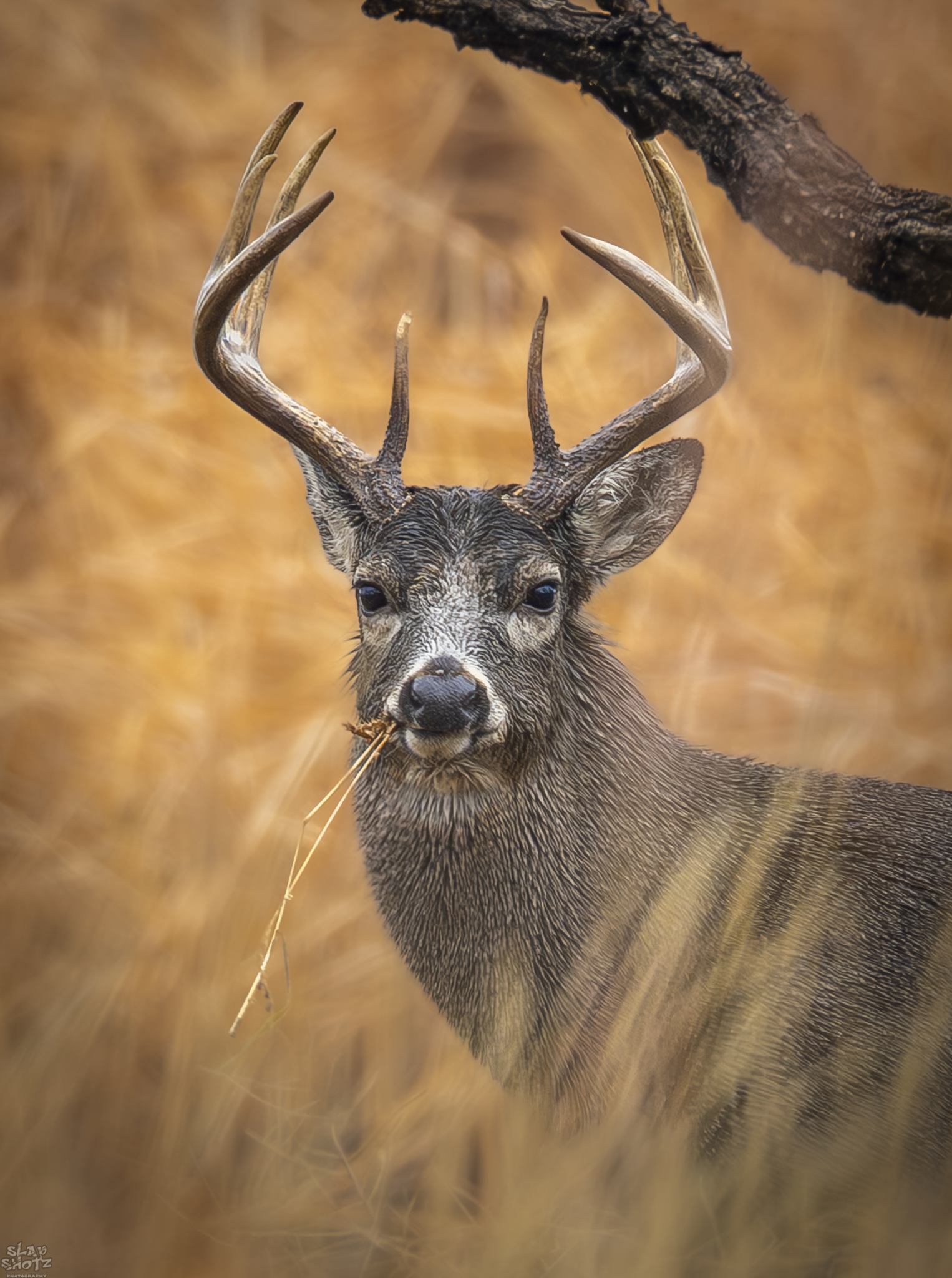 Buck 3.png