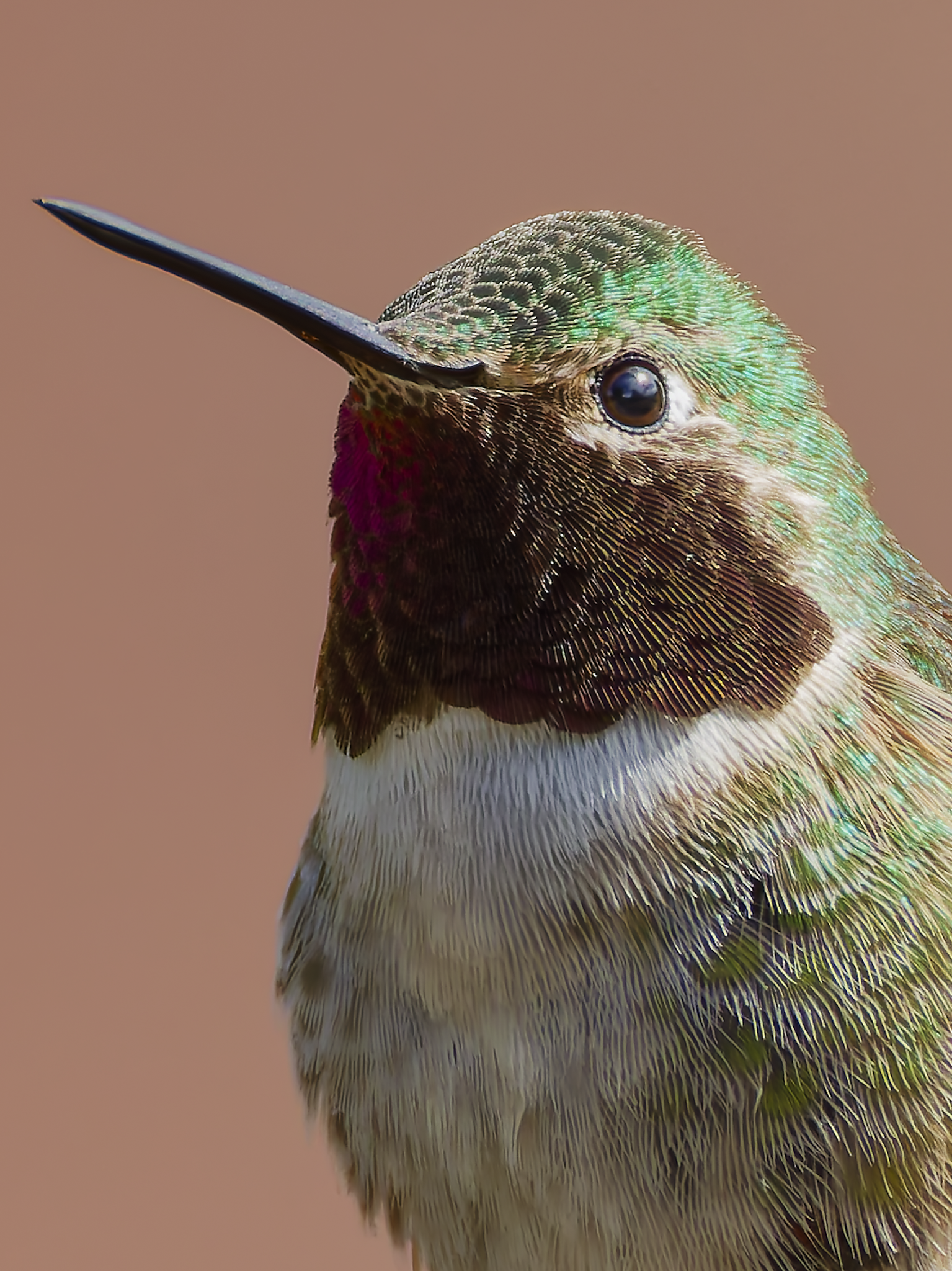 Hummer 4.png
