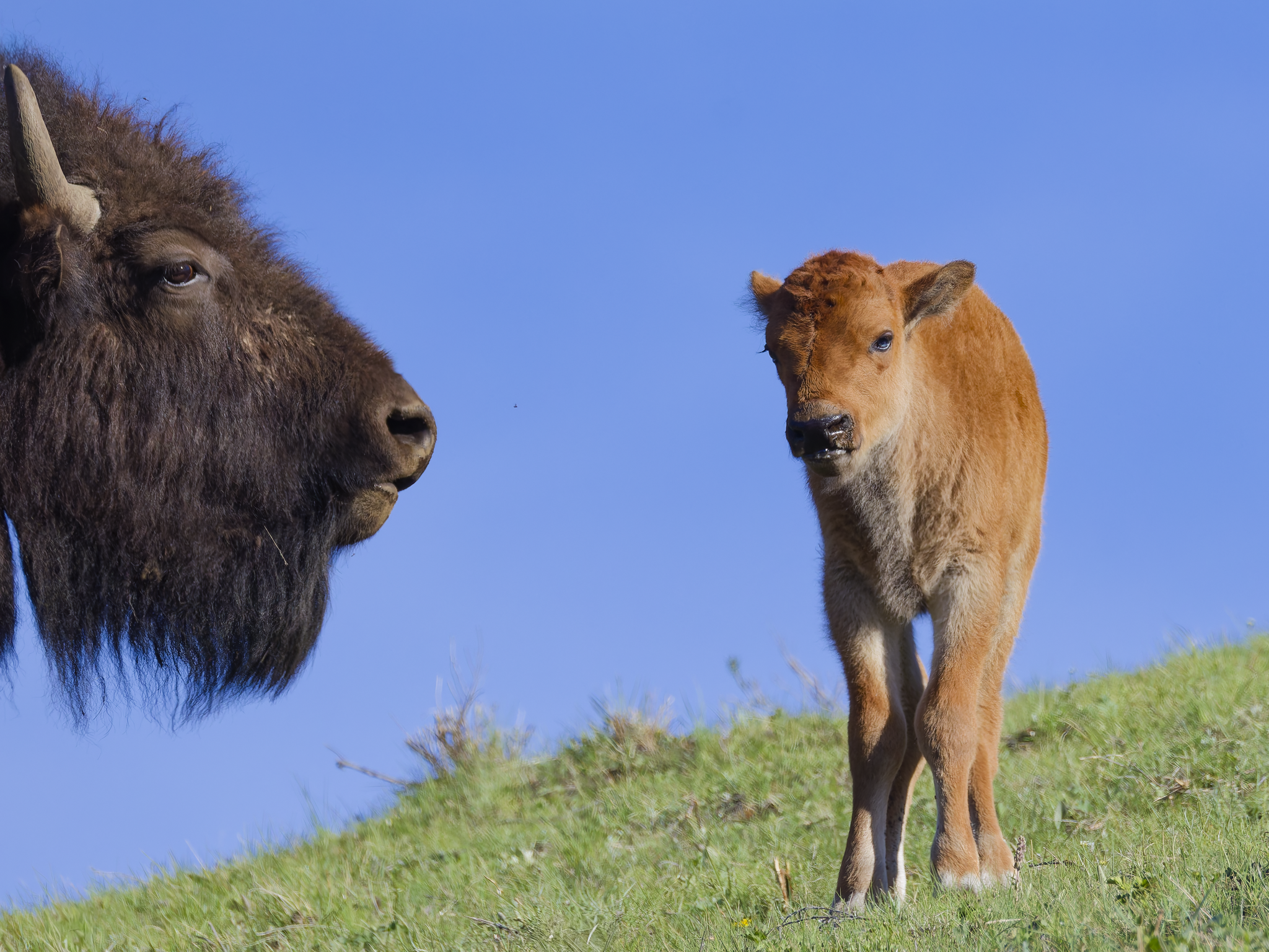 Bison head red dog.png
