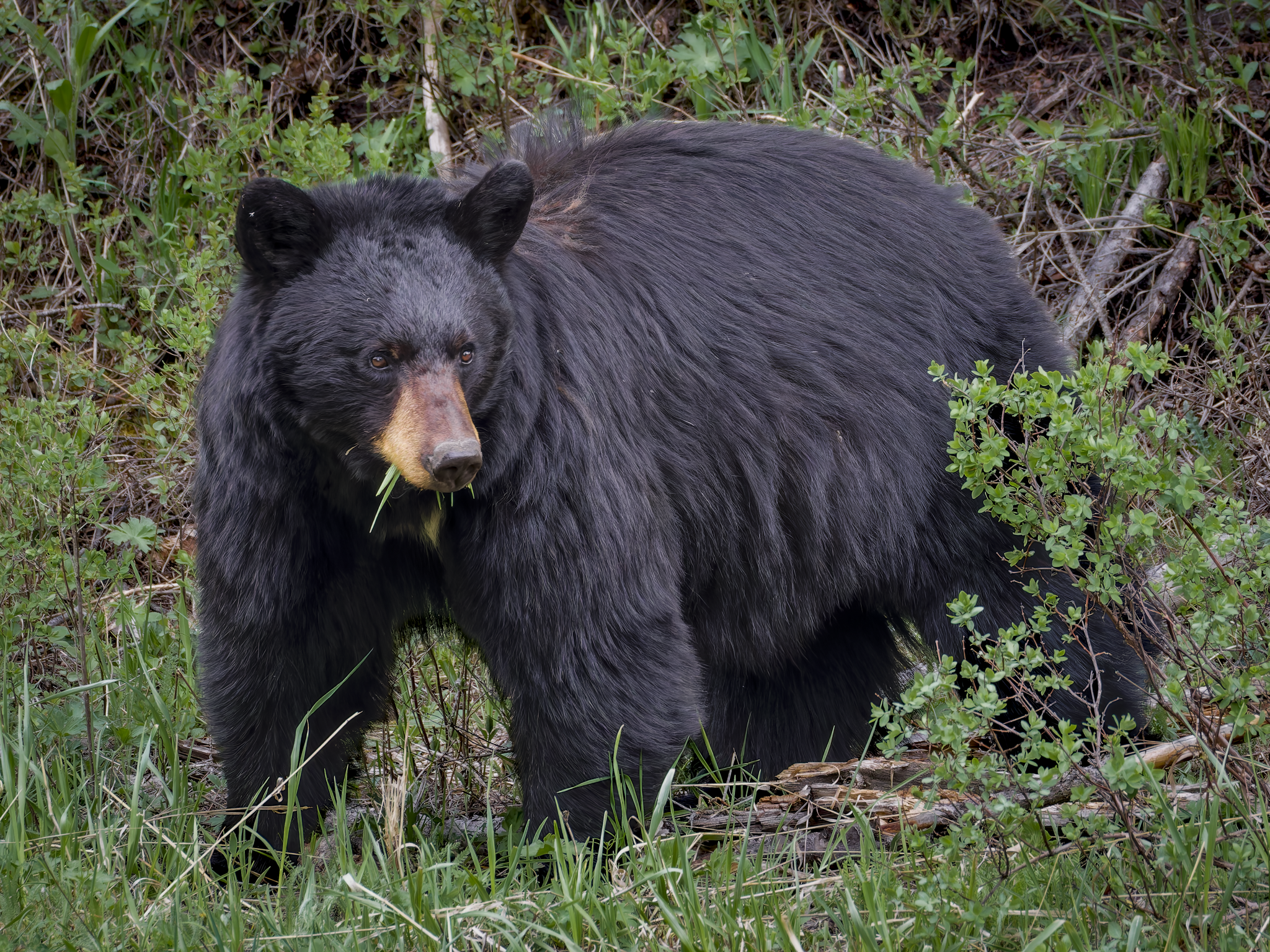 Bear 9.png