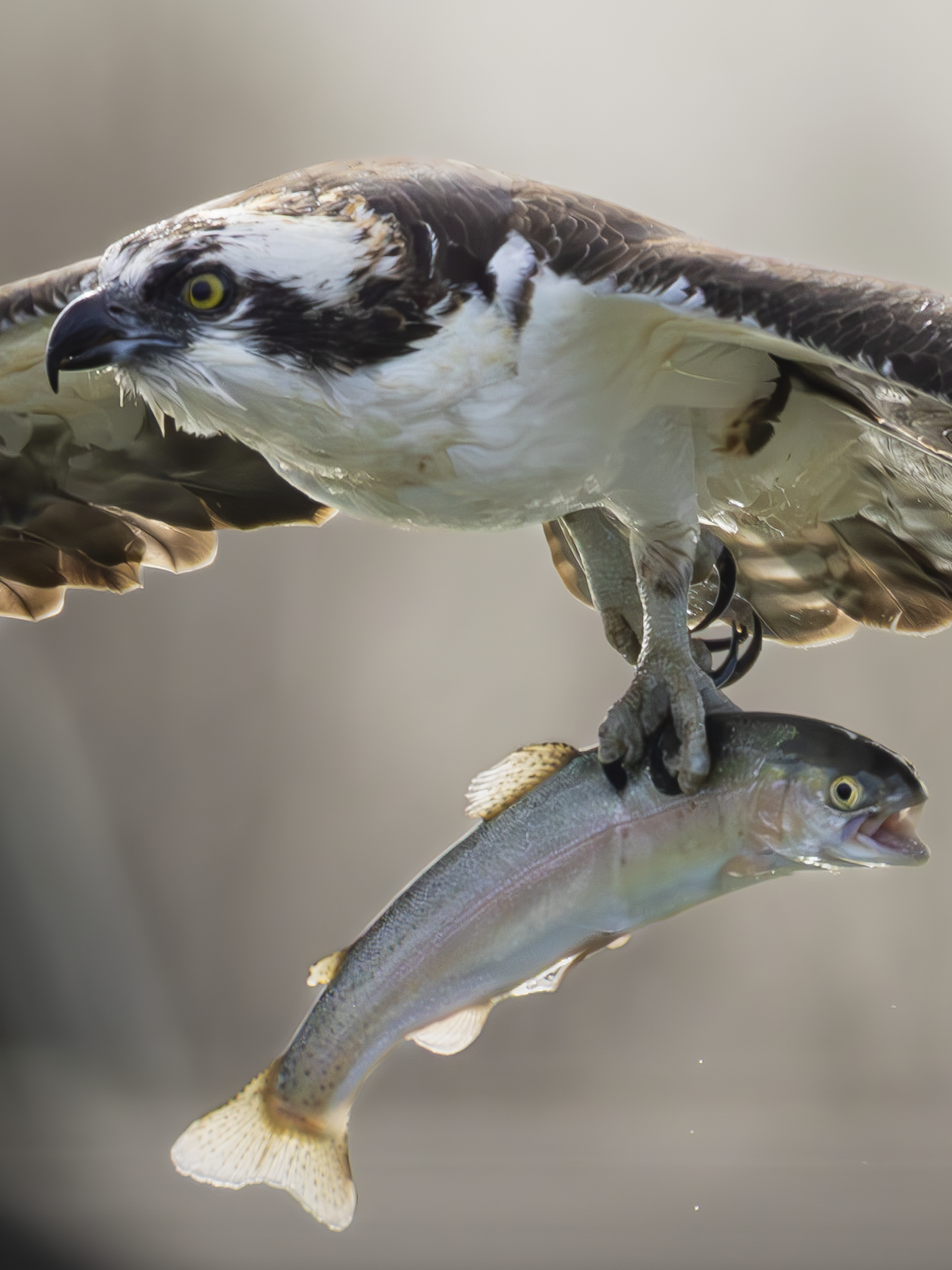 Osprey 2.png