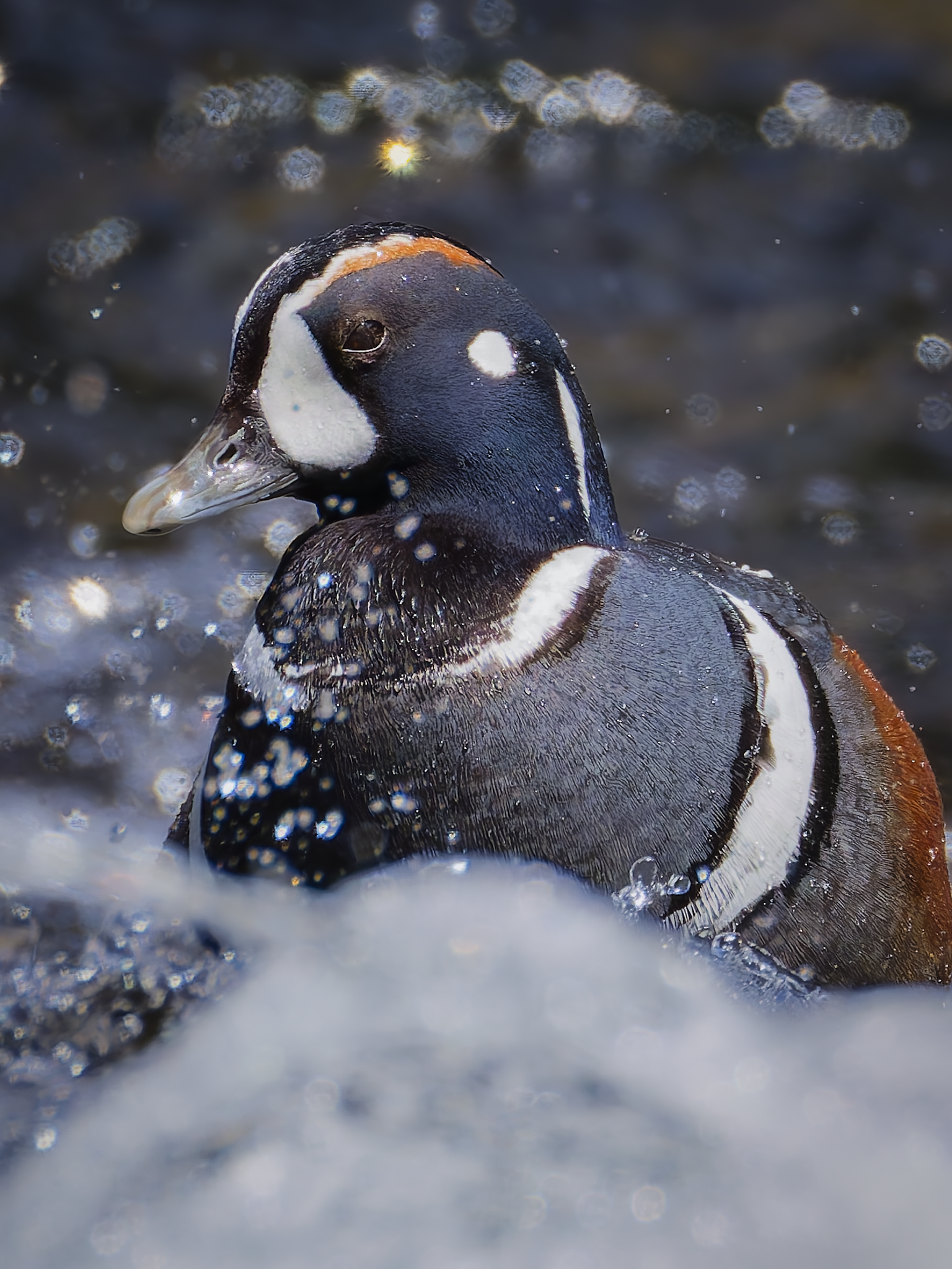 Harlquin Duck.png