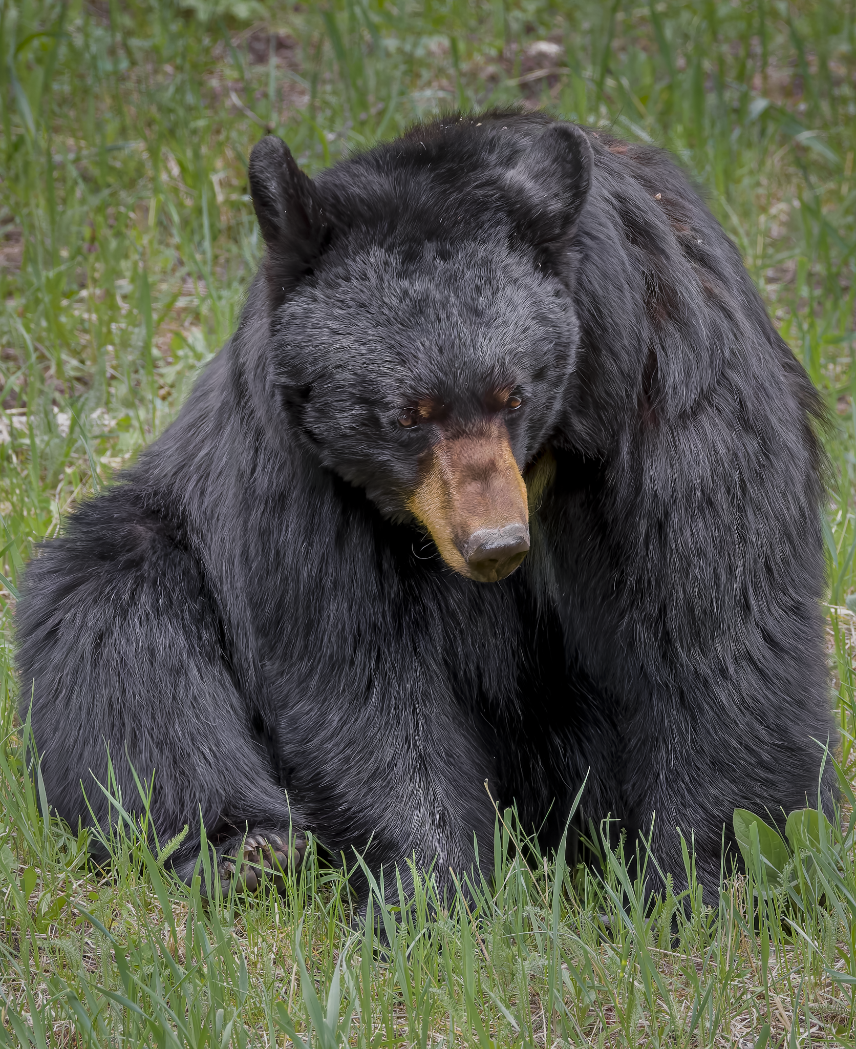 Bear 8.png