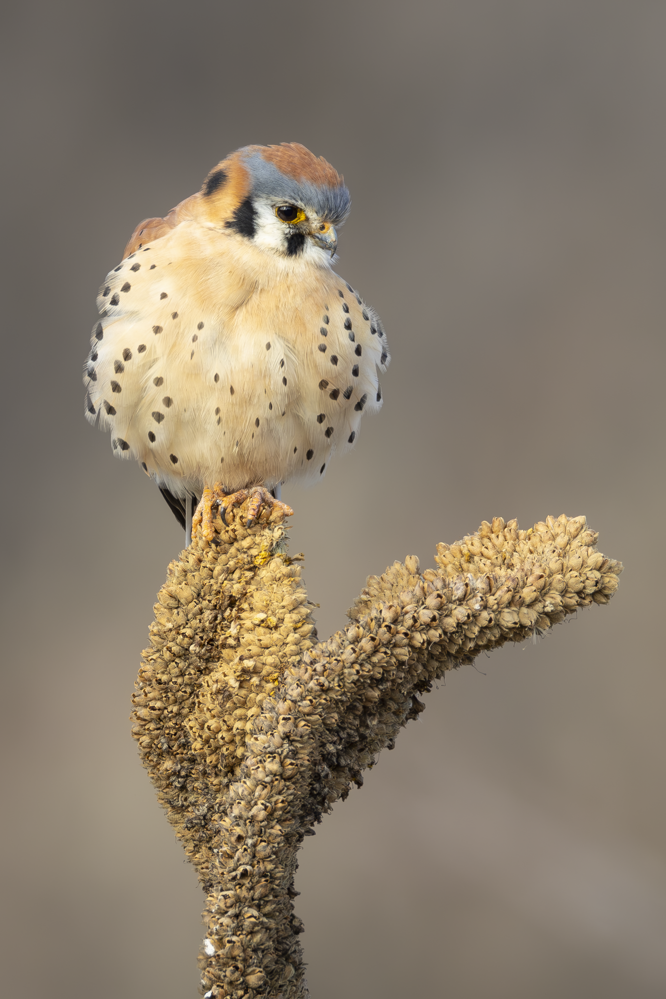 Kestrel 2.png