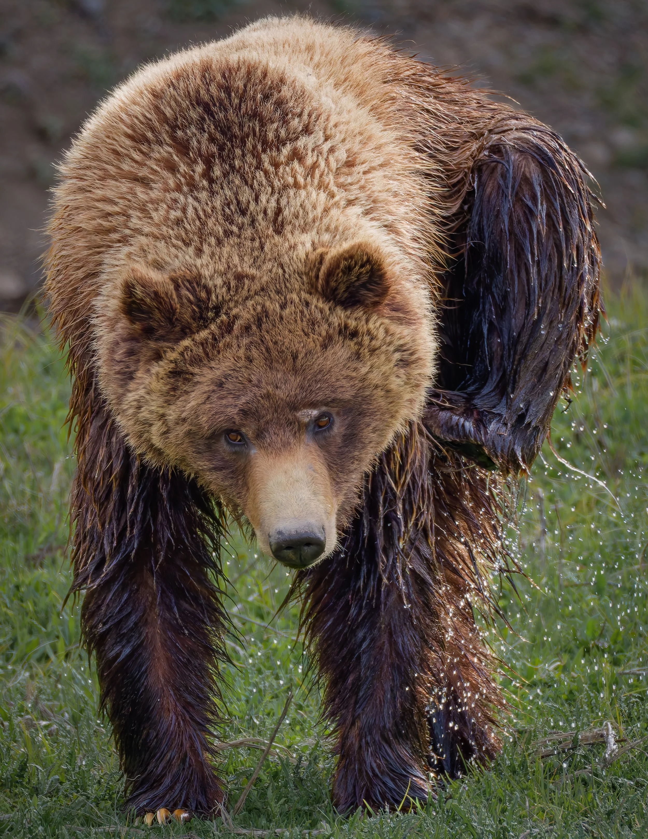 Grizzly Shaking Water Off