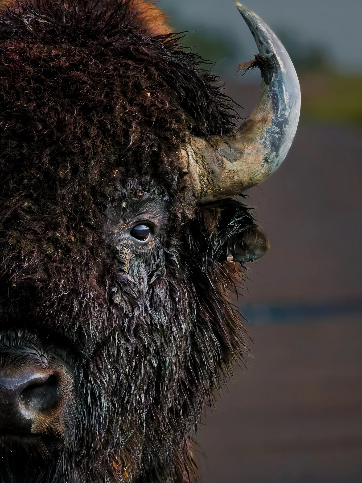 Bison in the  Rain