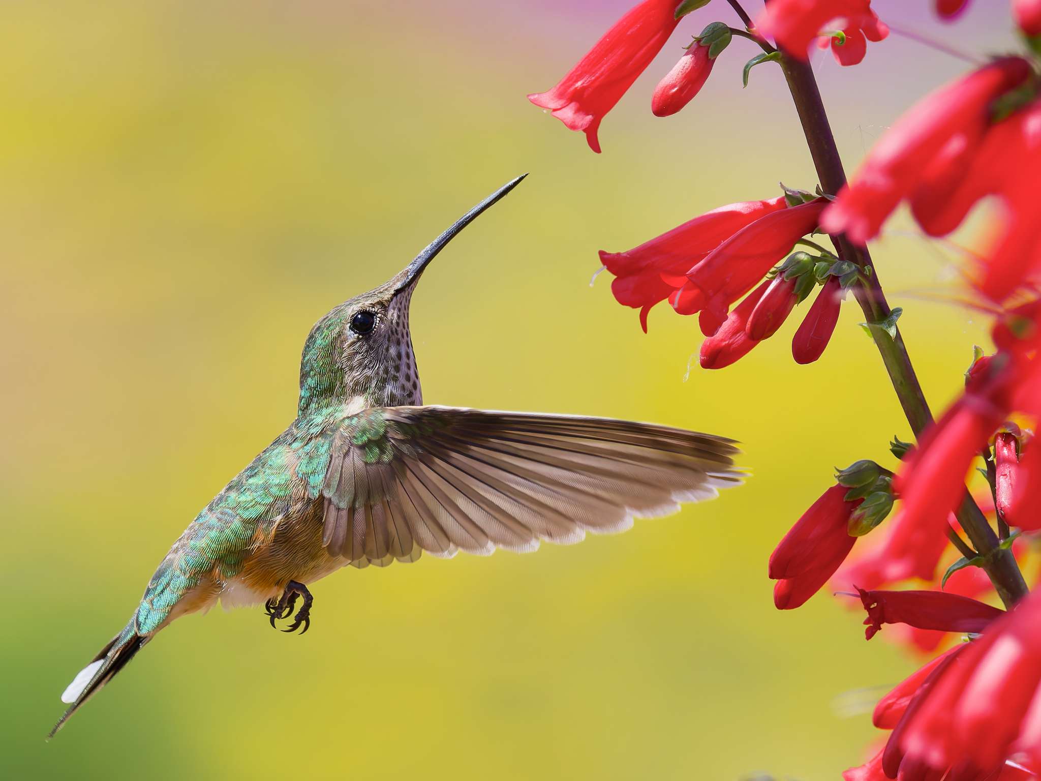 Hummer 2.png