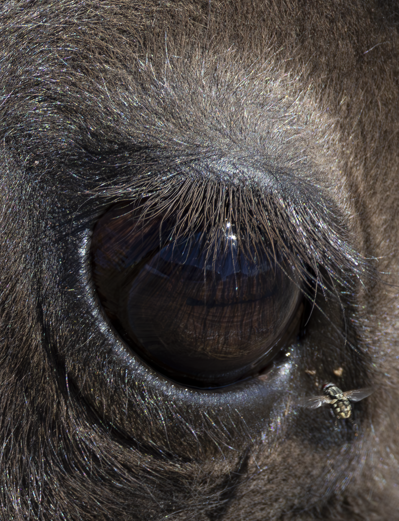 Bison Eye 1.png