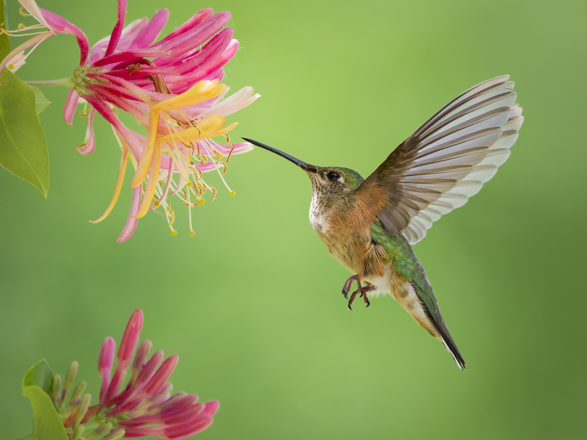 Hummer 1.png