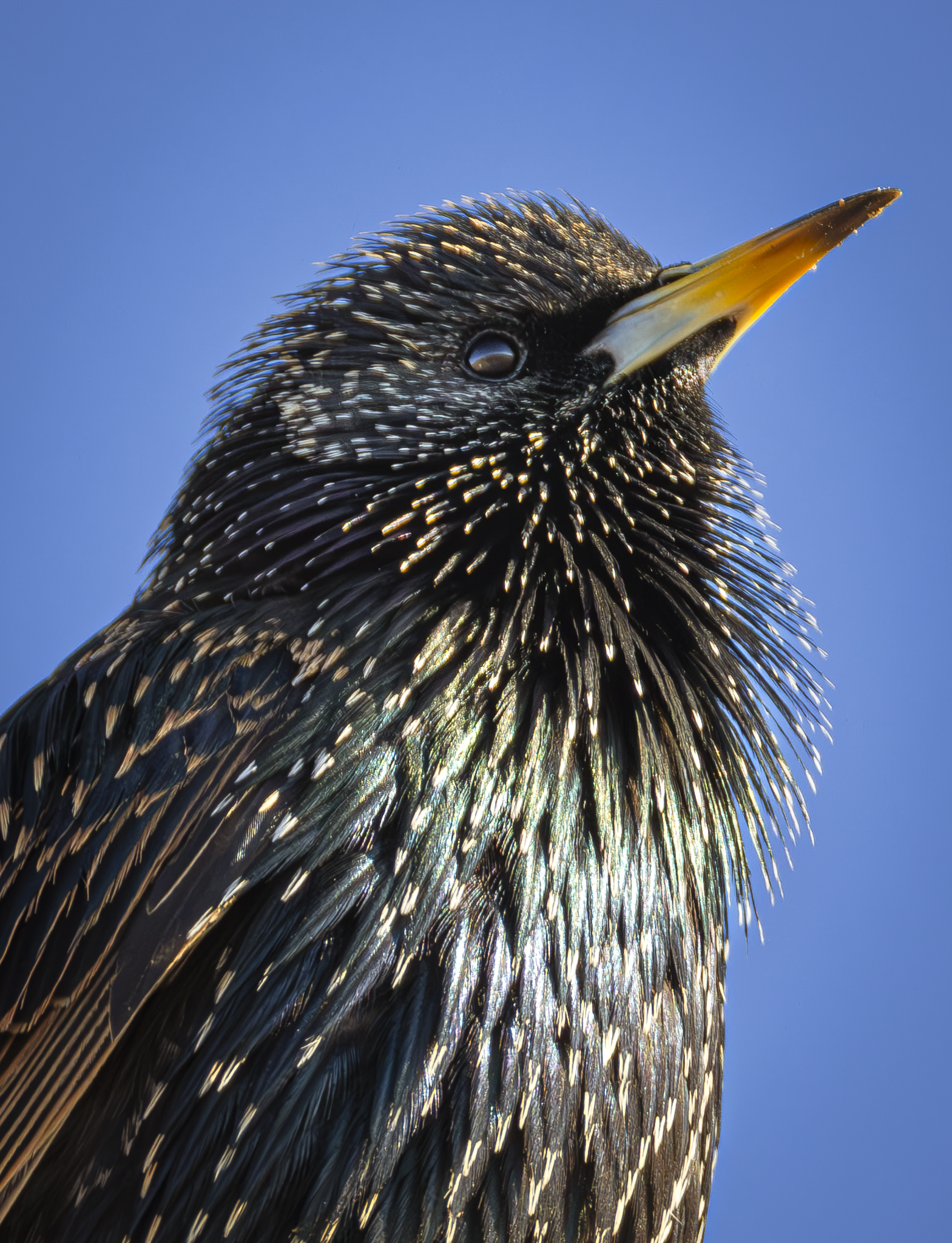 Starling 1.png