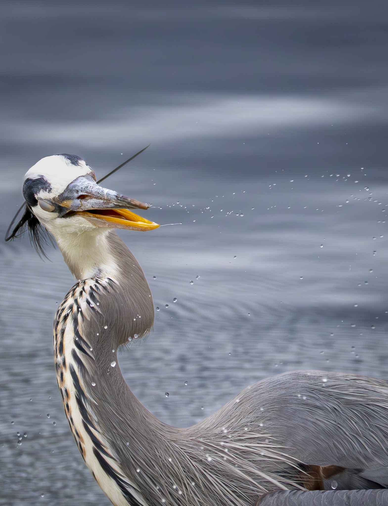 GBH 1.png