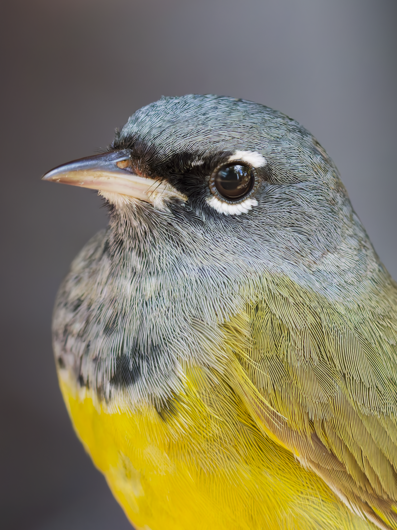Warbler 1.png