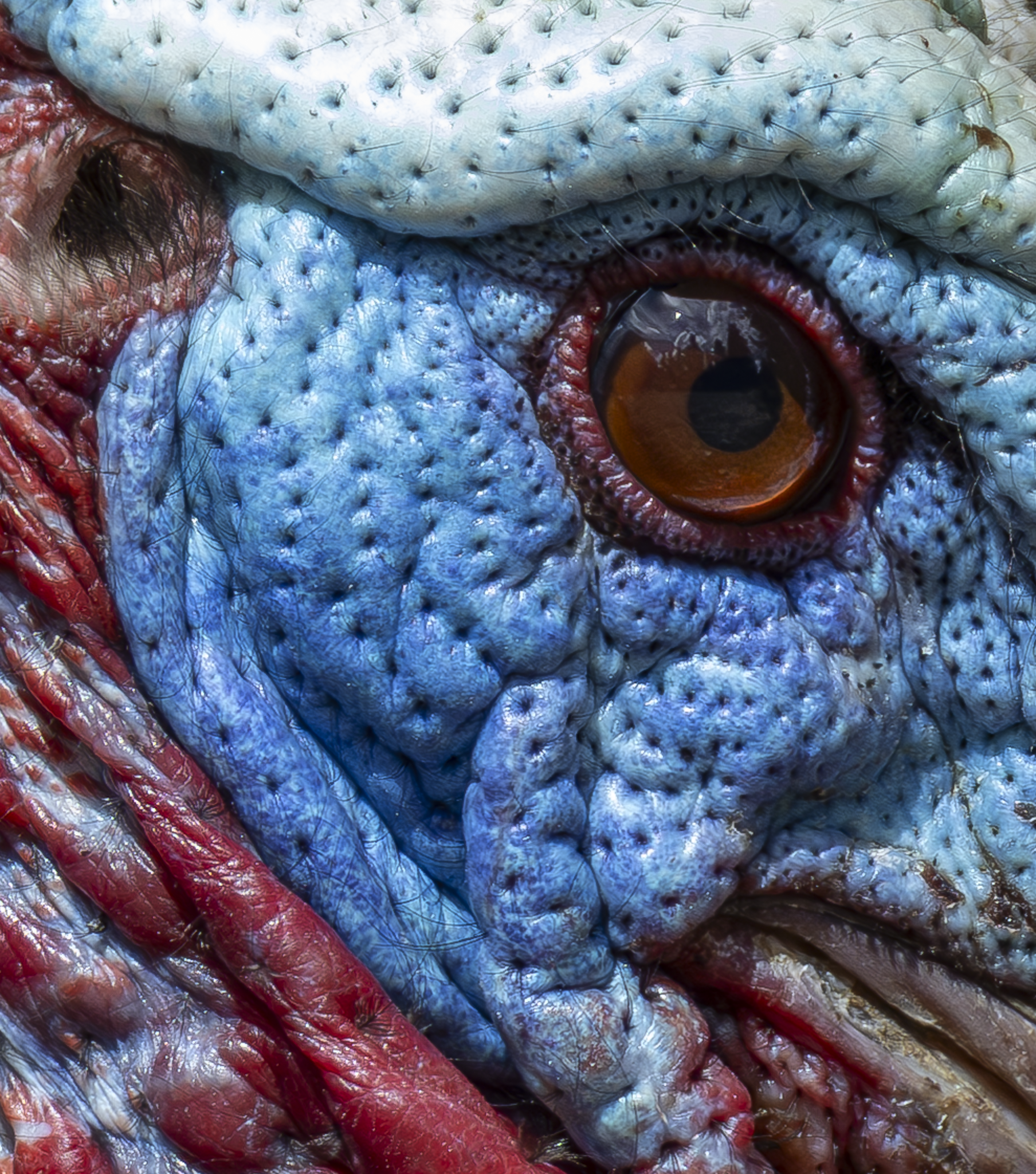 Turkey eye.png
