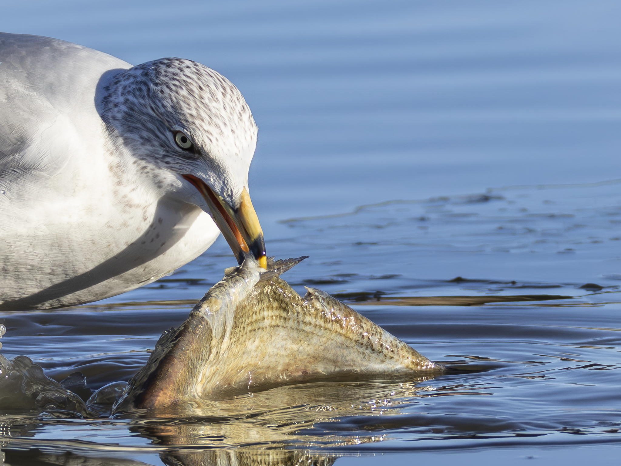 Gull 1.png