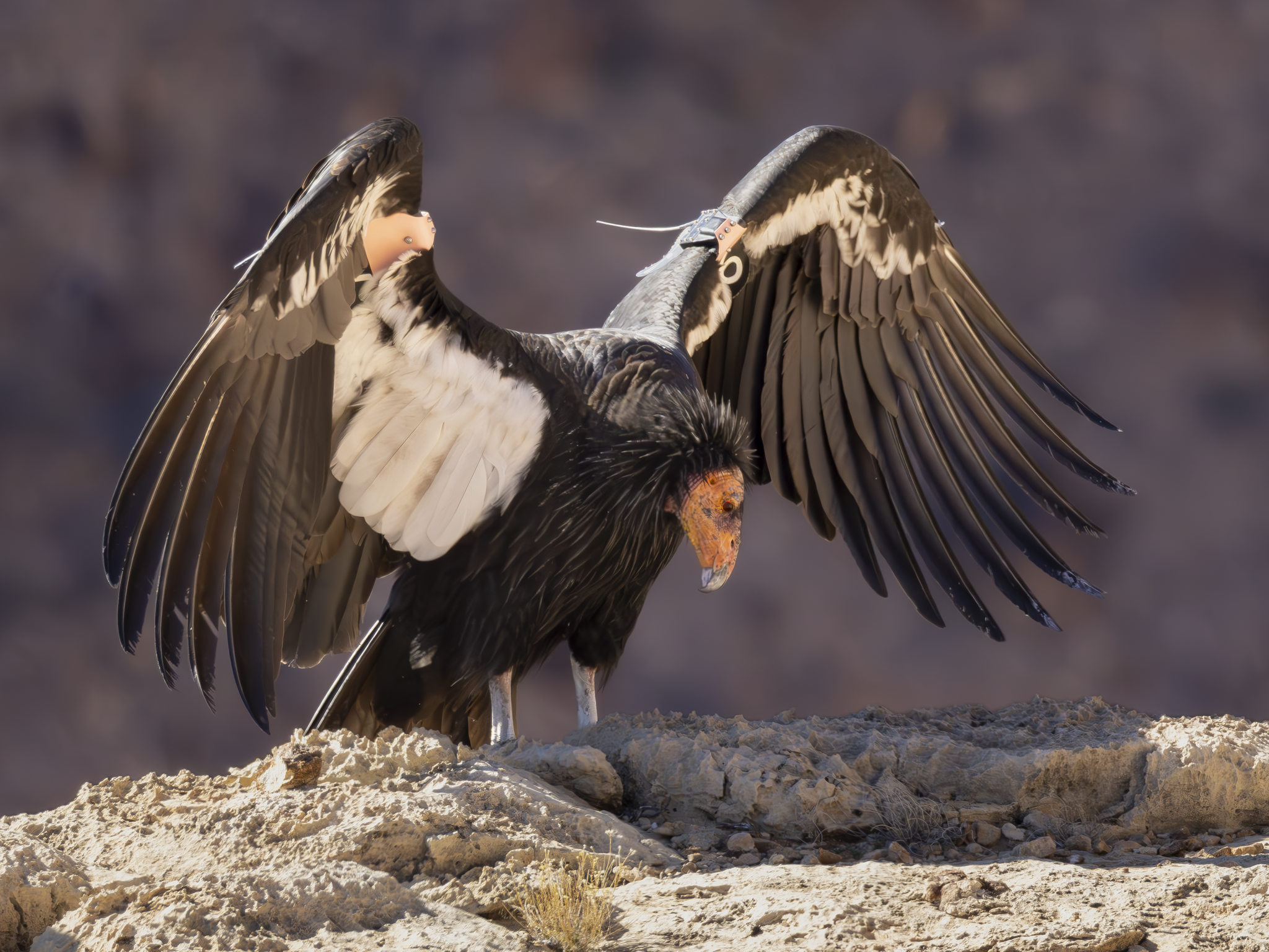 Condor 1.png