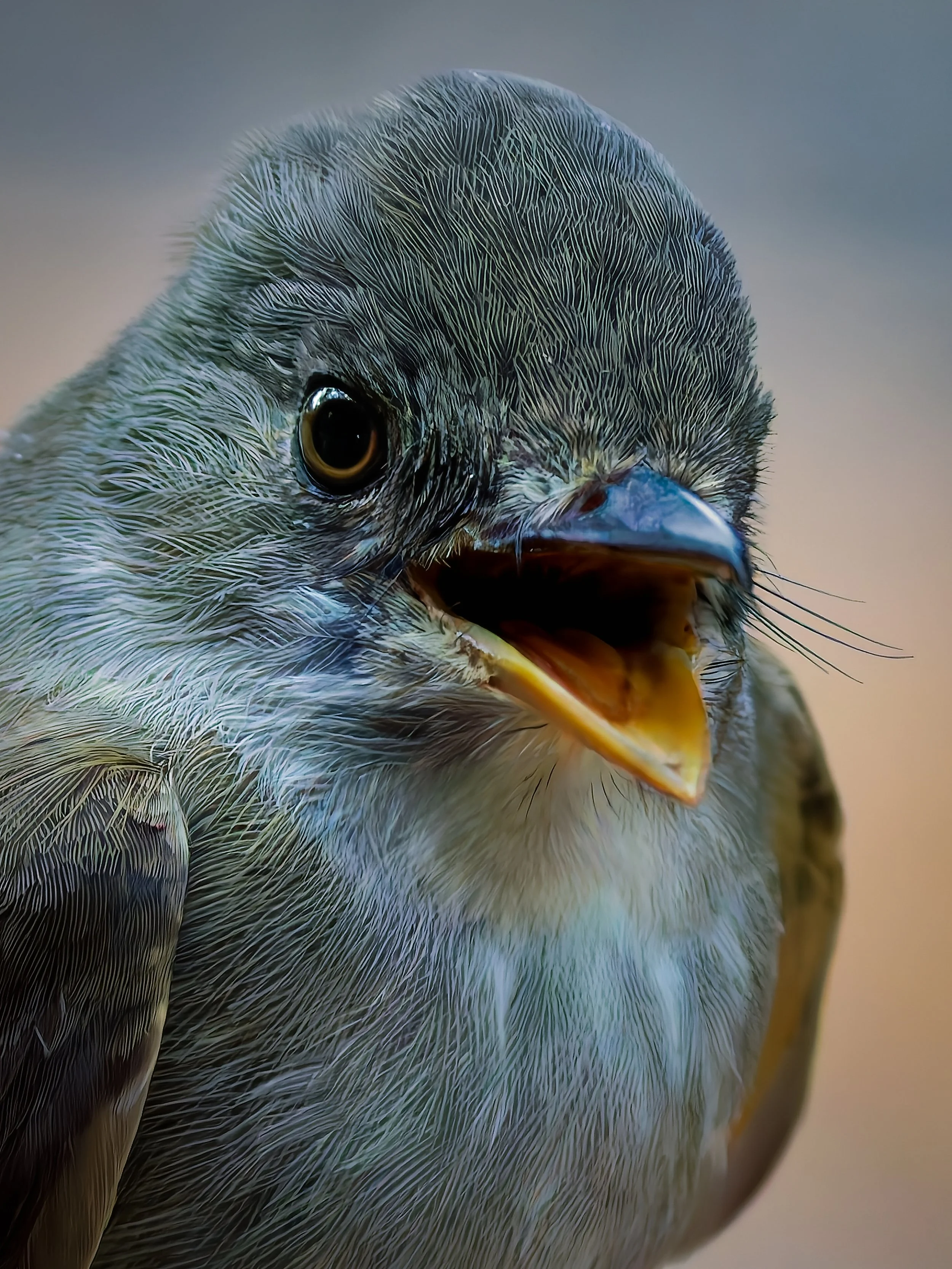 Flycatcher