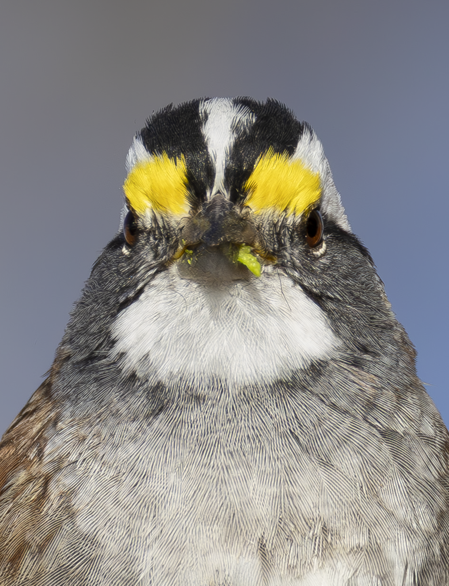 White Throated Sparrow.png